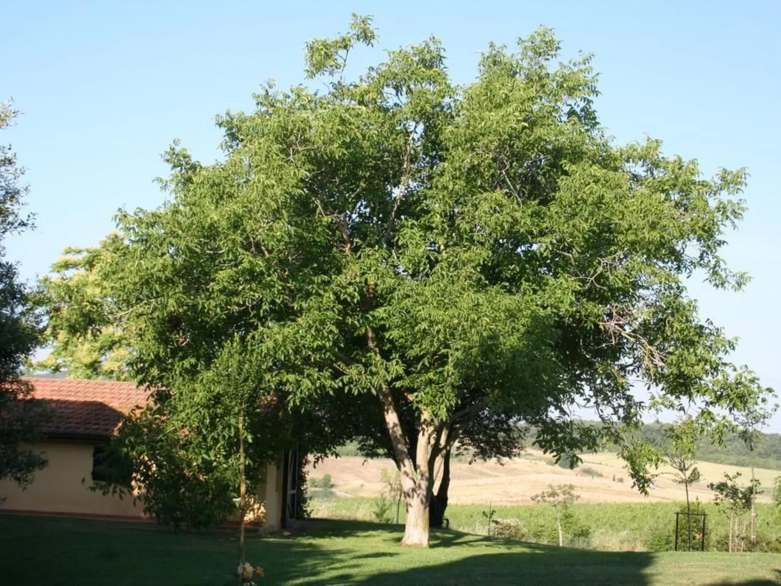 Haus in Manciano mit Terrasse, Garten und Grill - Image-tags.info