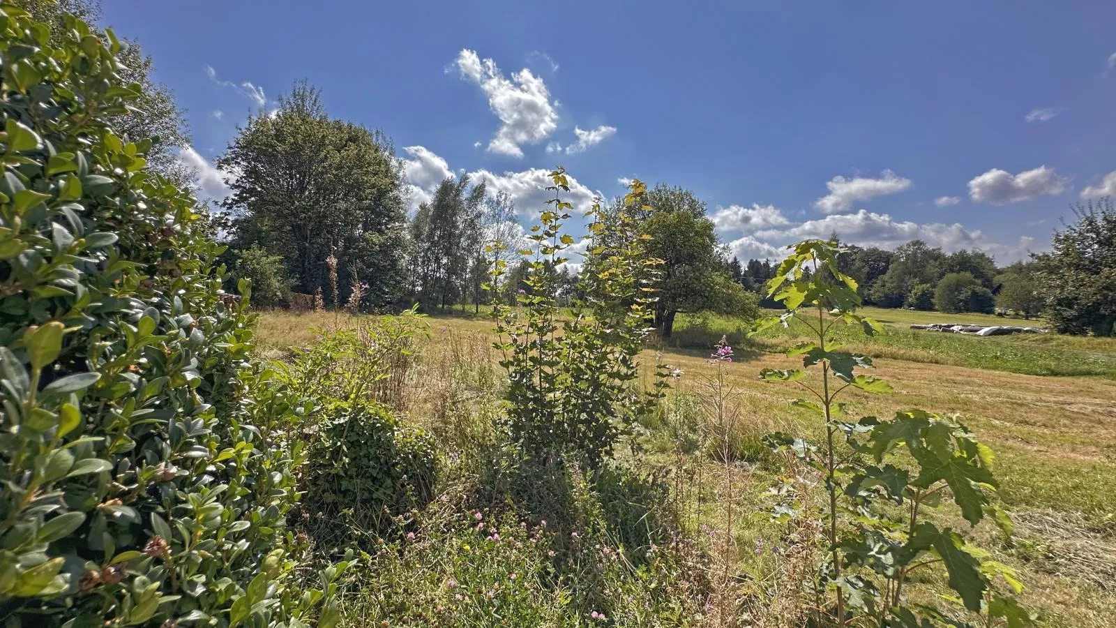 Zum wilden Jakob - Tuinen zomer