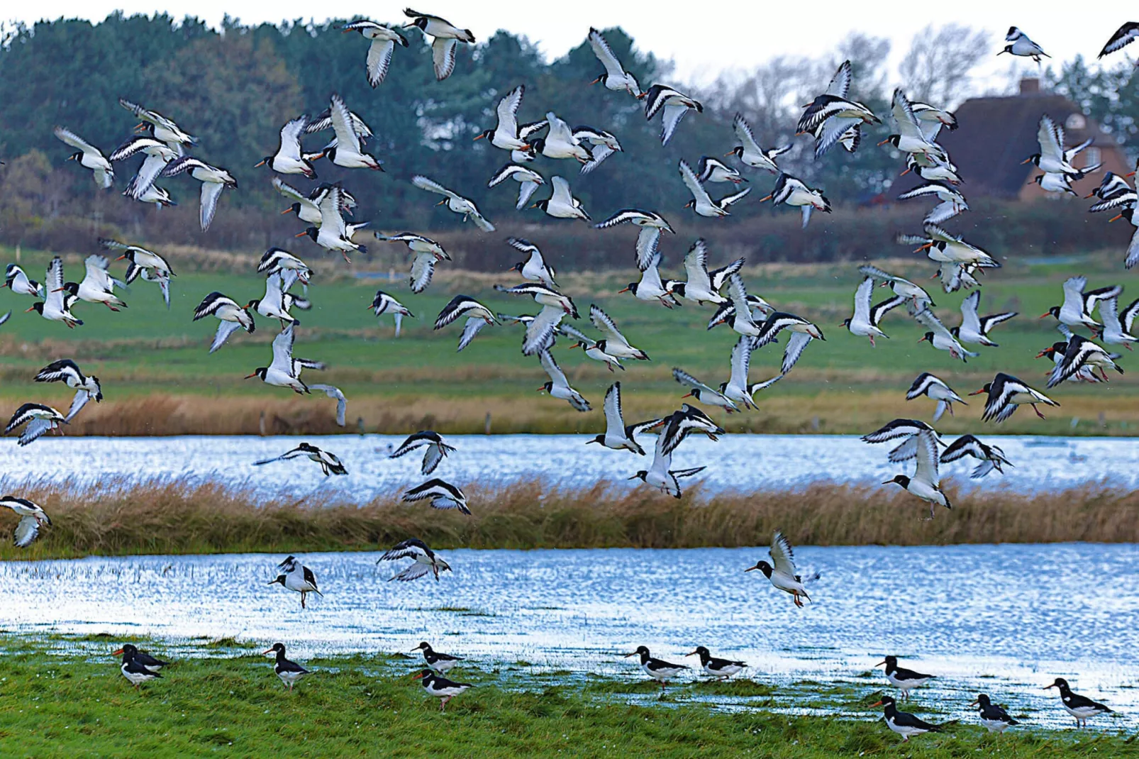 Doppelhaus in Oldsum auf Föhr-Haus 1 - Waterzicht