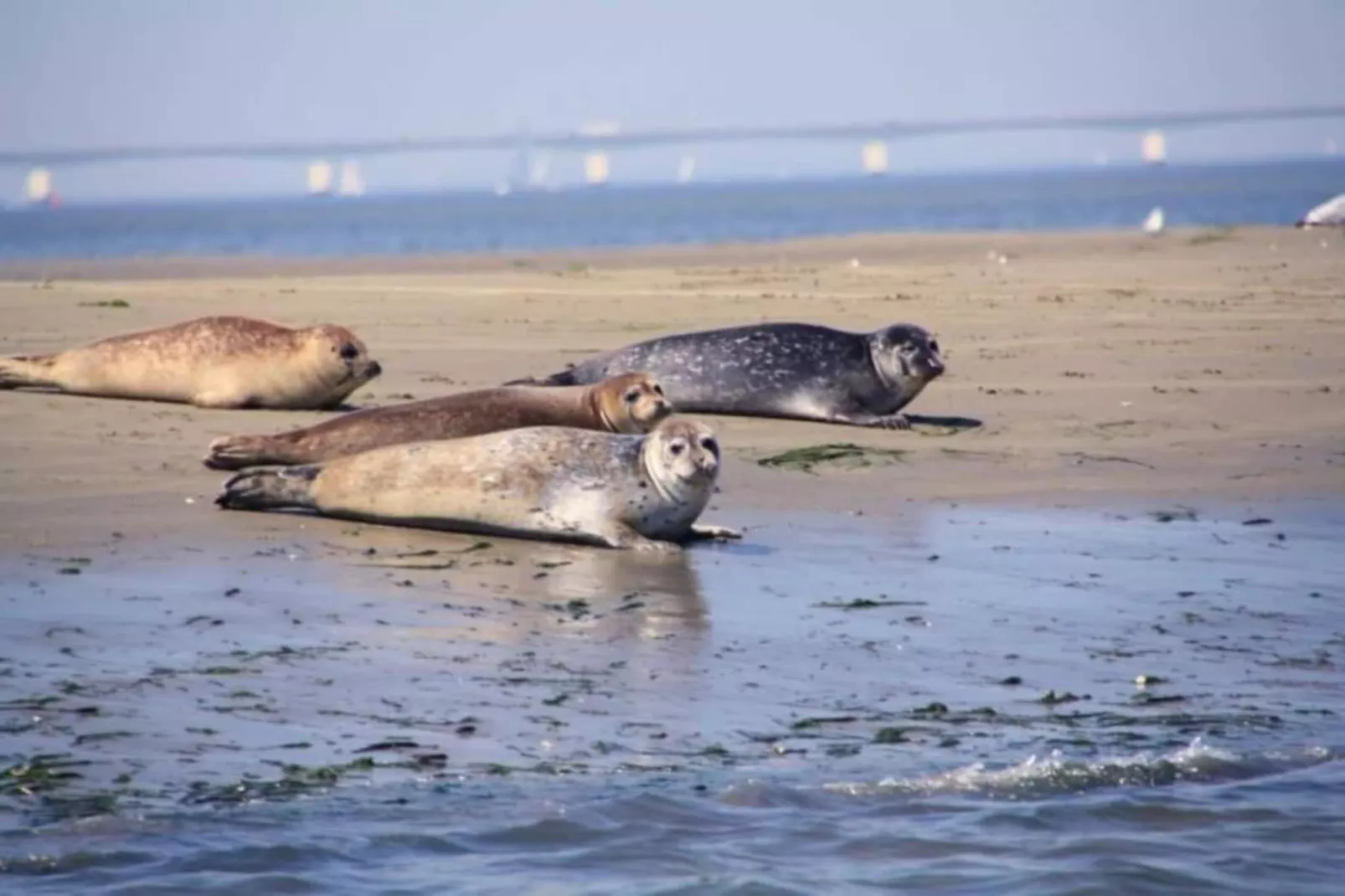 Resort Waterrijk Oesterdam 14 - Gebieden zomer 20km