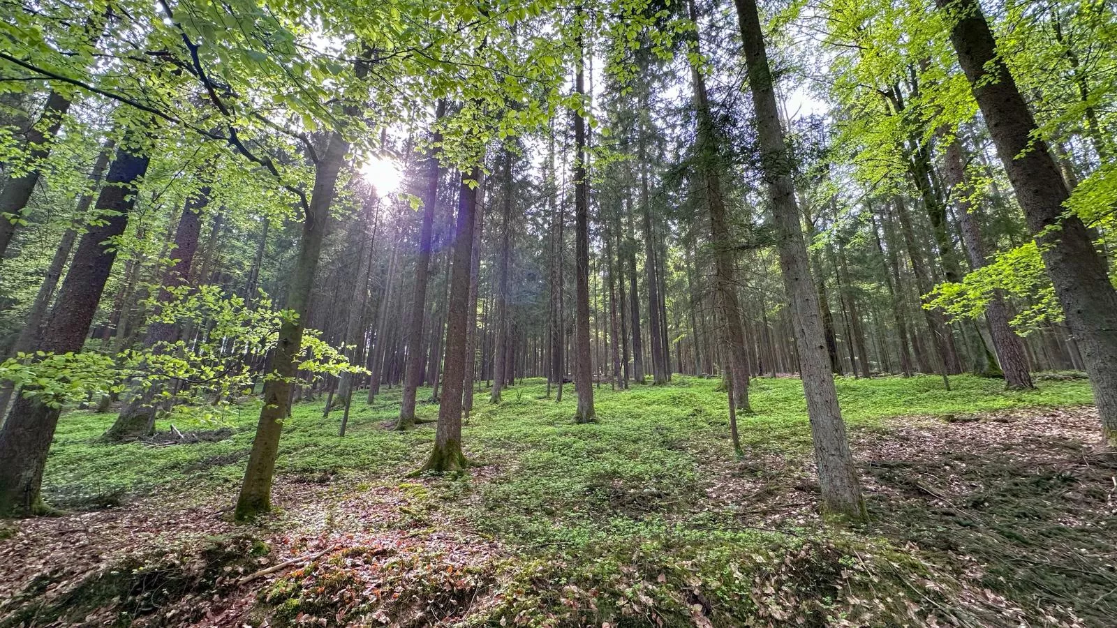 Feriendorf Seeblick - Tiny Chalet Nr 8 - Gebieden zomer 20km