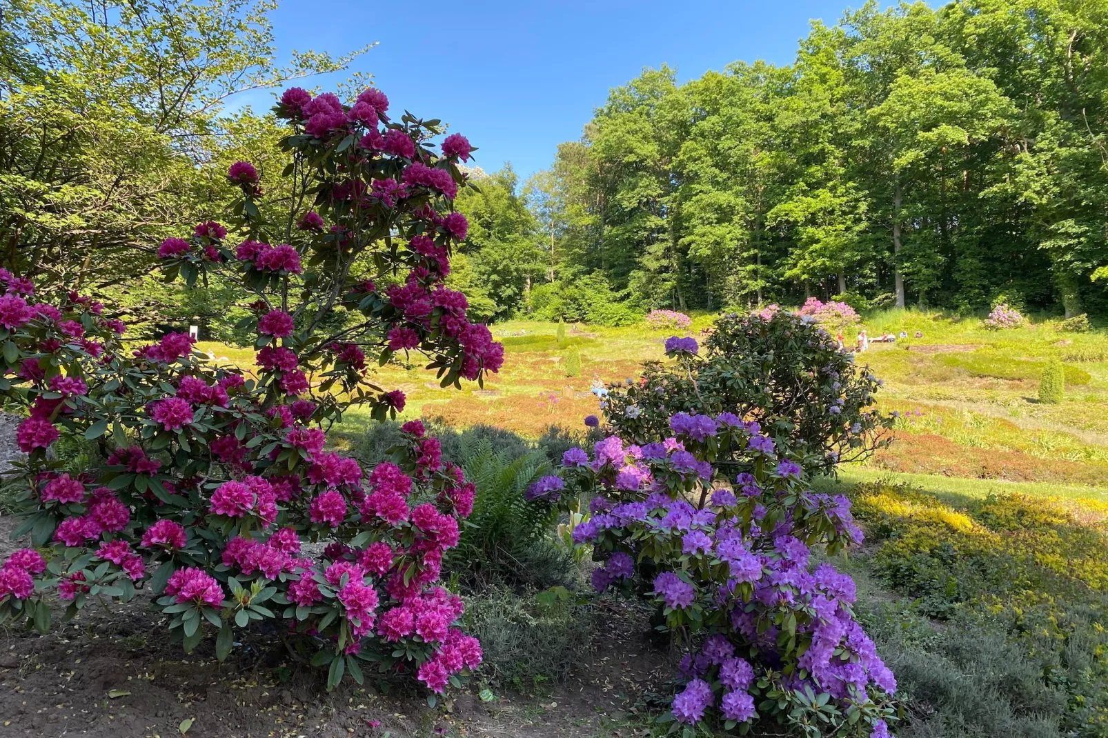 SUPERIOR DOUBLE ROOM - Gebieden zomer 5km