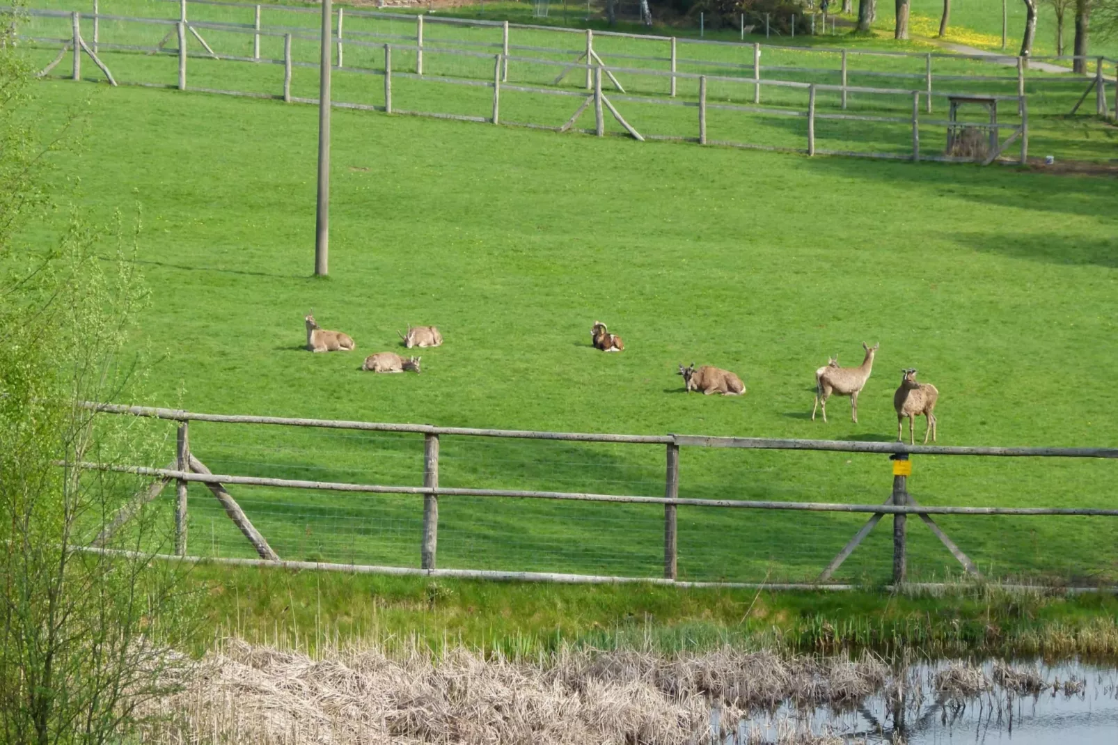 Hotel Harzhaus - Ferienhaus 1 - Tuinen zomer