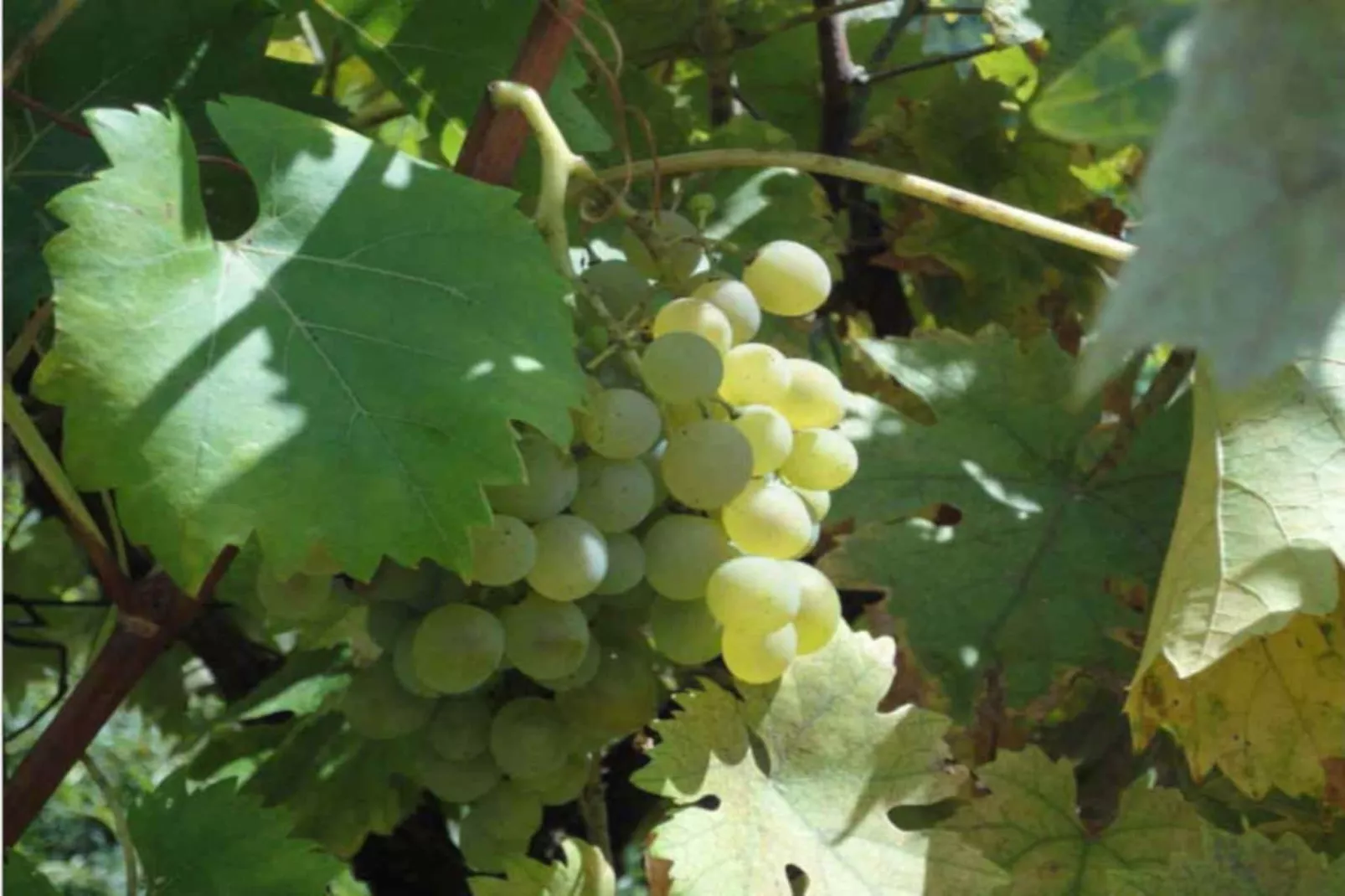 Noelie rez de jardin - Sfeer