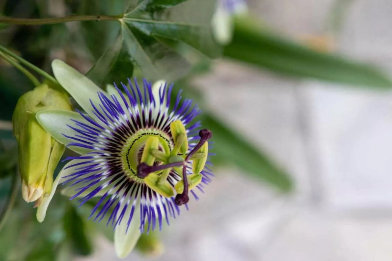 Noelie 1er Etage - Sfeer