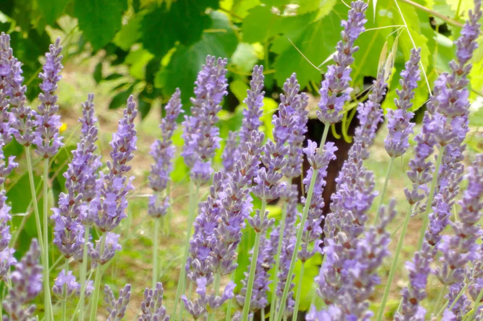 Noelie rez de jardin - Sfeer