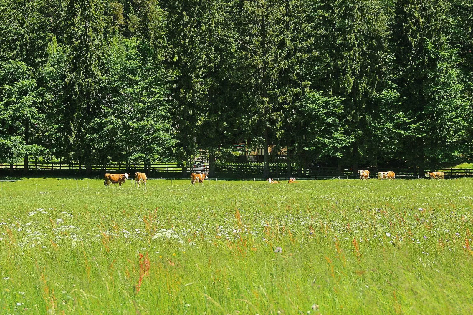 Pocitniska hisa Gobela-Gebieden zomer 1km