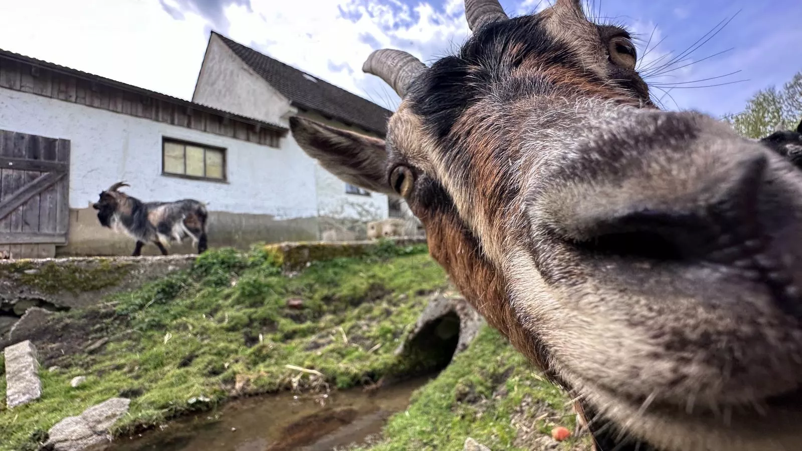 Feriendorf Seeblick - Tiny Nr 7 - Gebieden zomer 1km