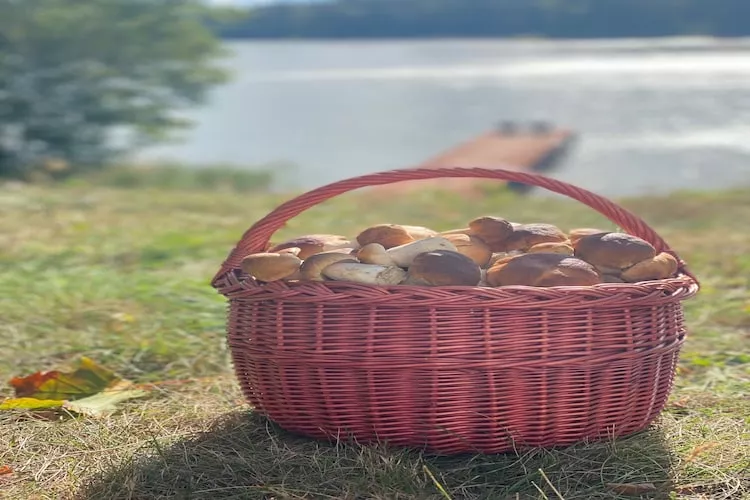 Leśniczówka Szeroki Bór Pisz - Tuinen zomer