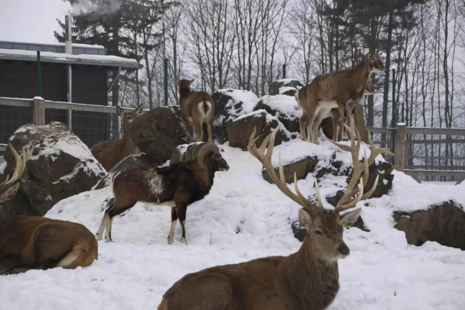 Hotel Harzhaus - Großes Ferienhaus 5 - Gebied winter 1km
