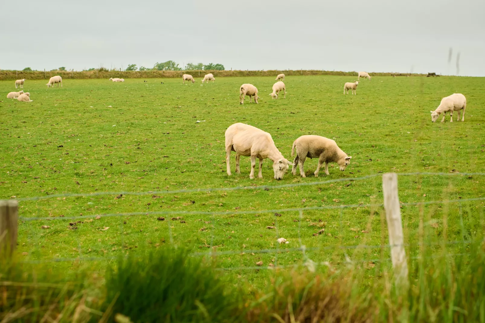Droomsuites Texel - 4 persoons appartement - Tuinen zomer