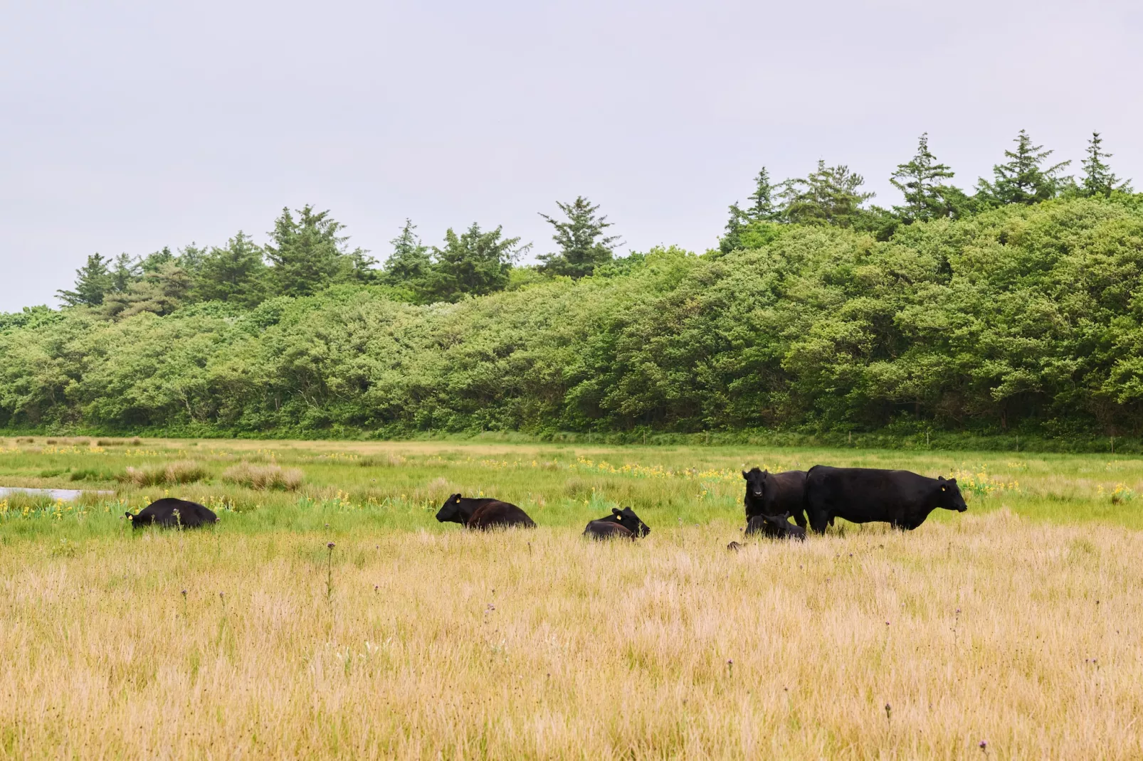Droomsuites Texel - 4 persoons appartement - Gebieden zomer 1km