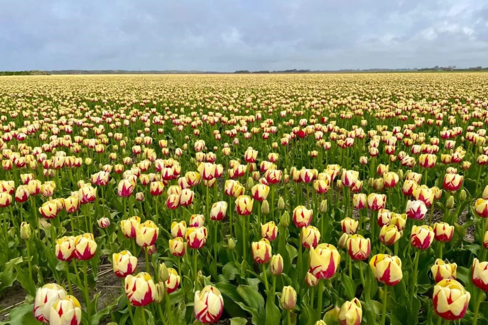 Zon in de duinen - 33 - Gebieden zomer 1km
