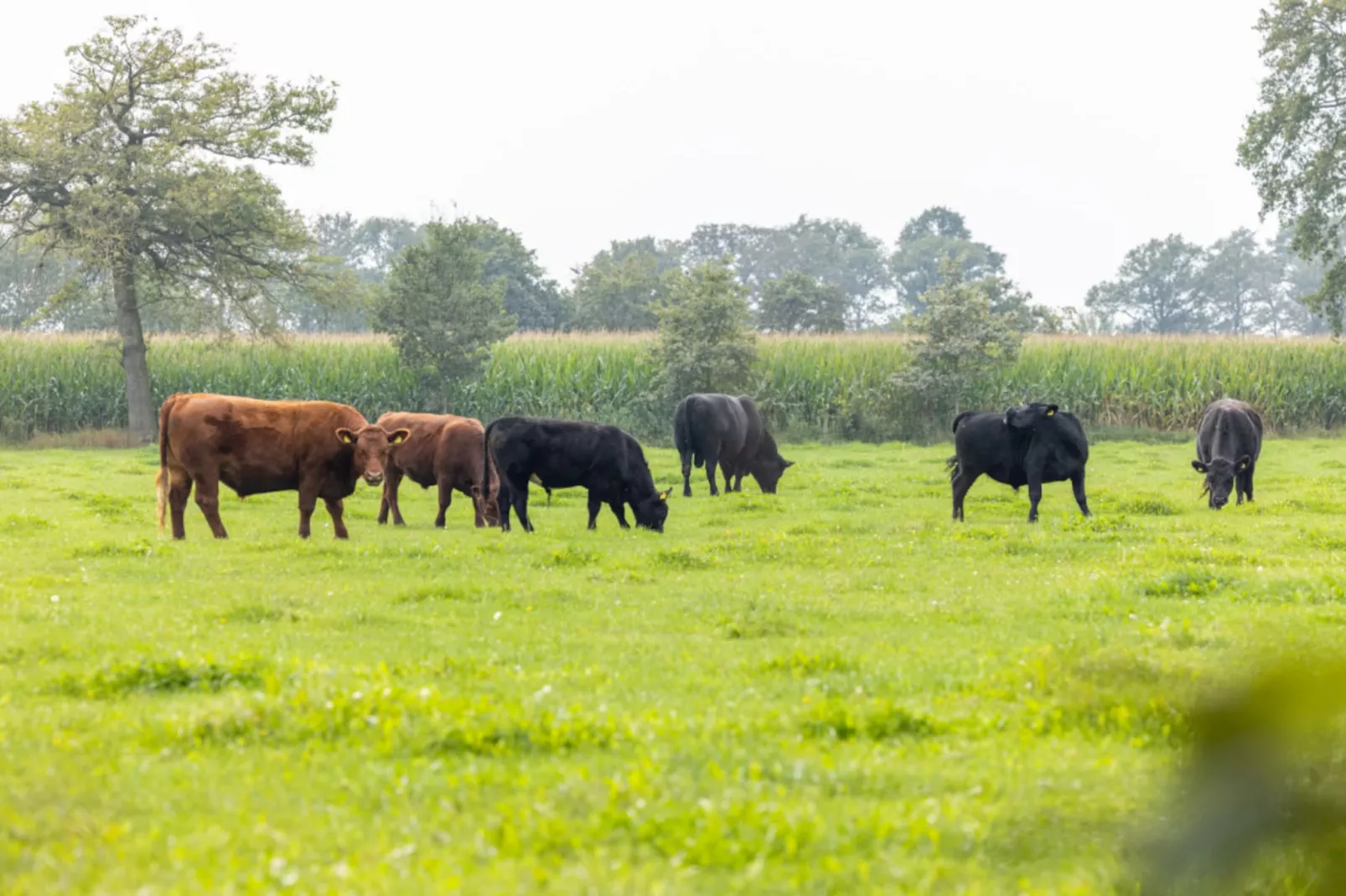 Het Heerlijcke Huis - Tuinen zomer