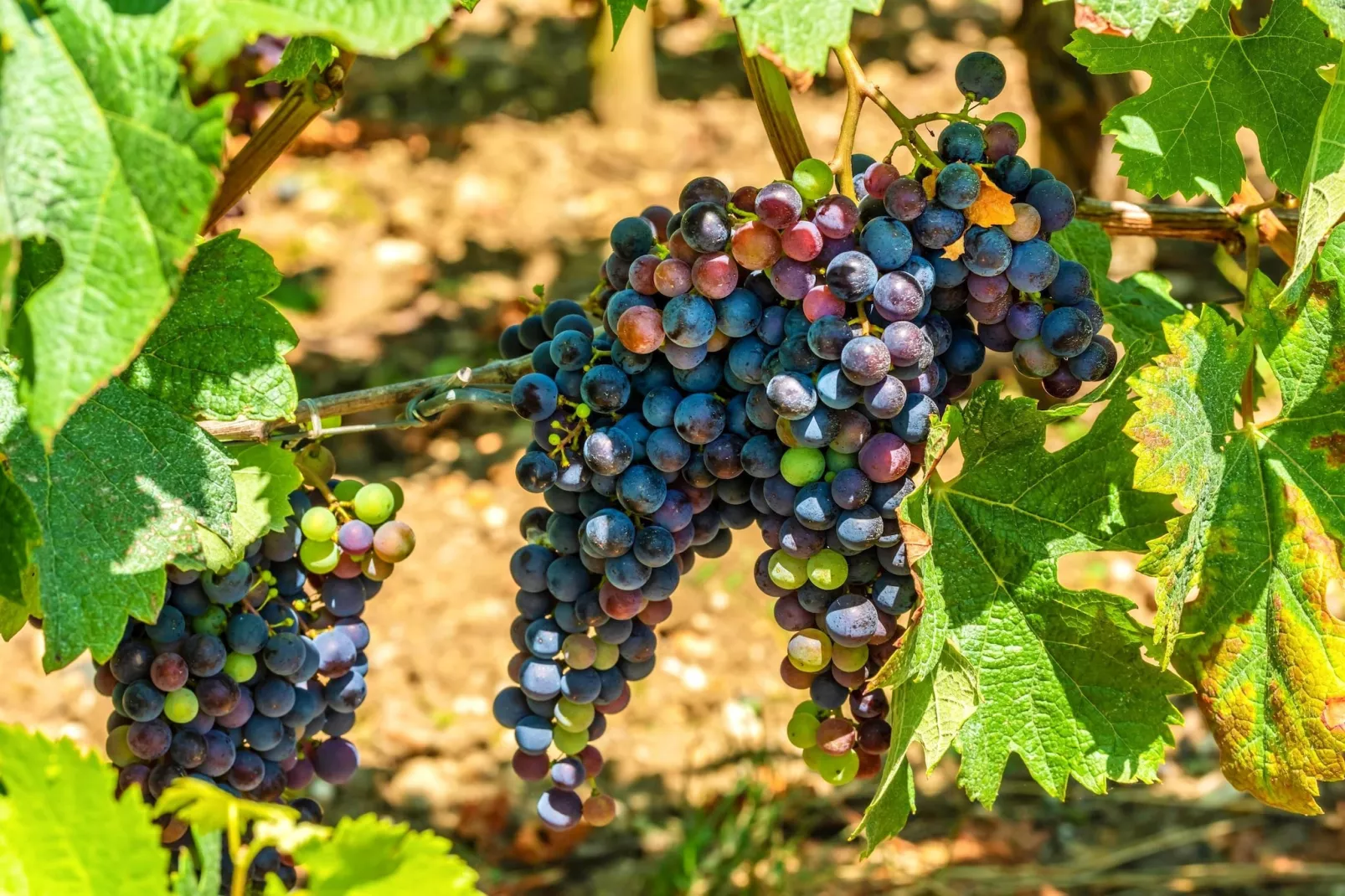 Maison avec vue sur le lac Lacanau - Sfeer