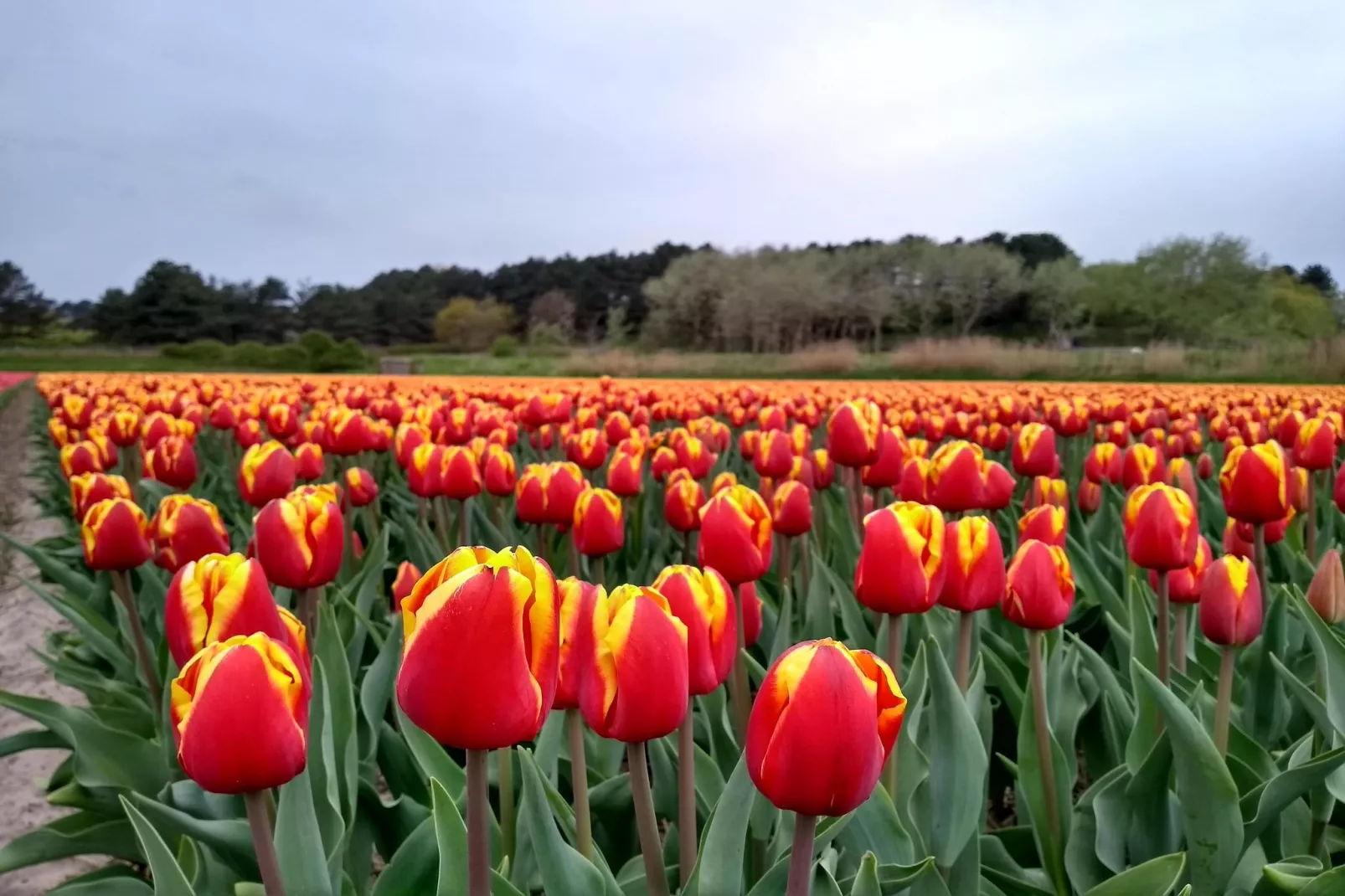 Zonnestralen - Tuinen zomer