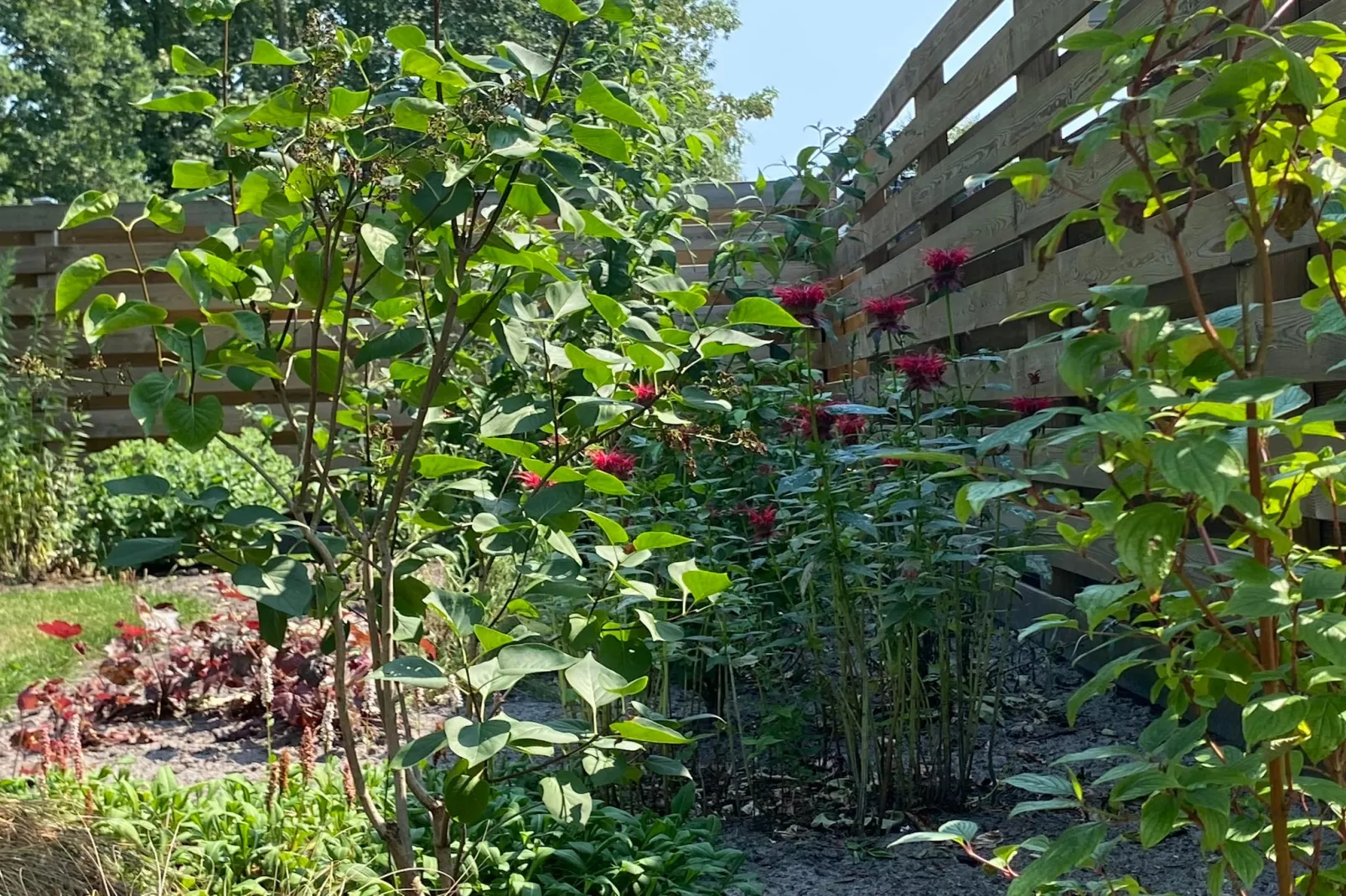 De Groninger Zeeuw - Tuinen zomer