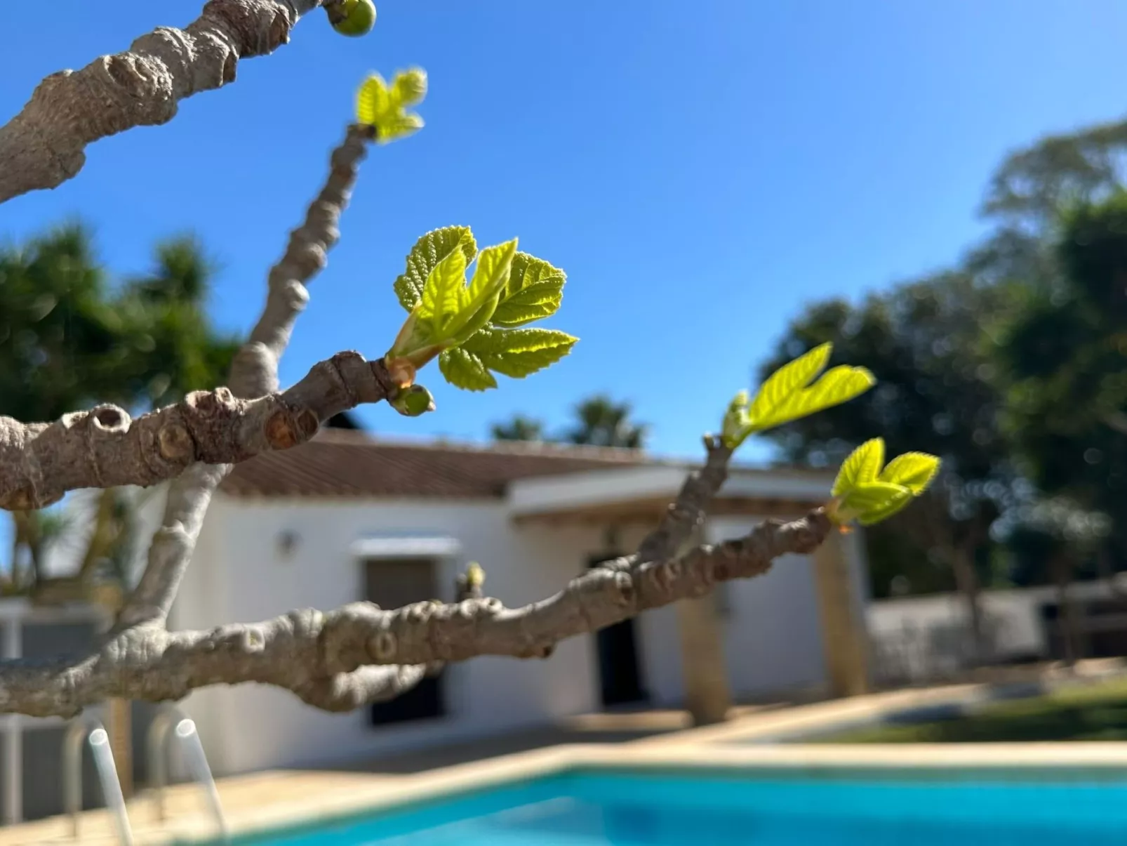 Für 6 Personen in Fuente del Gallo - Buiten