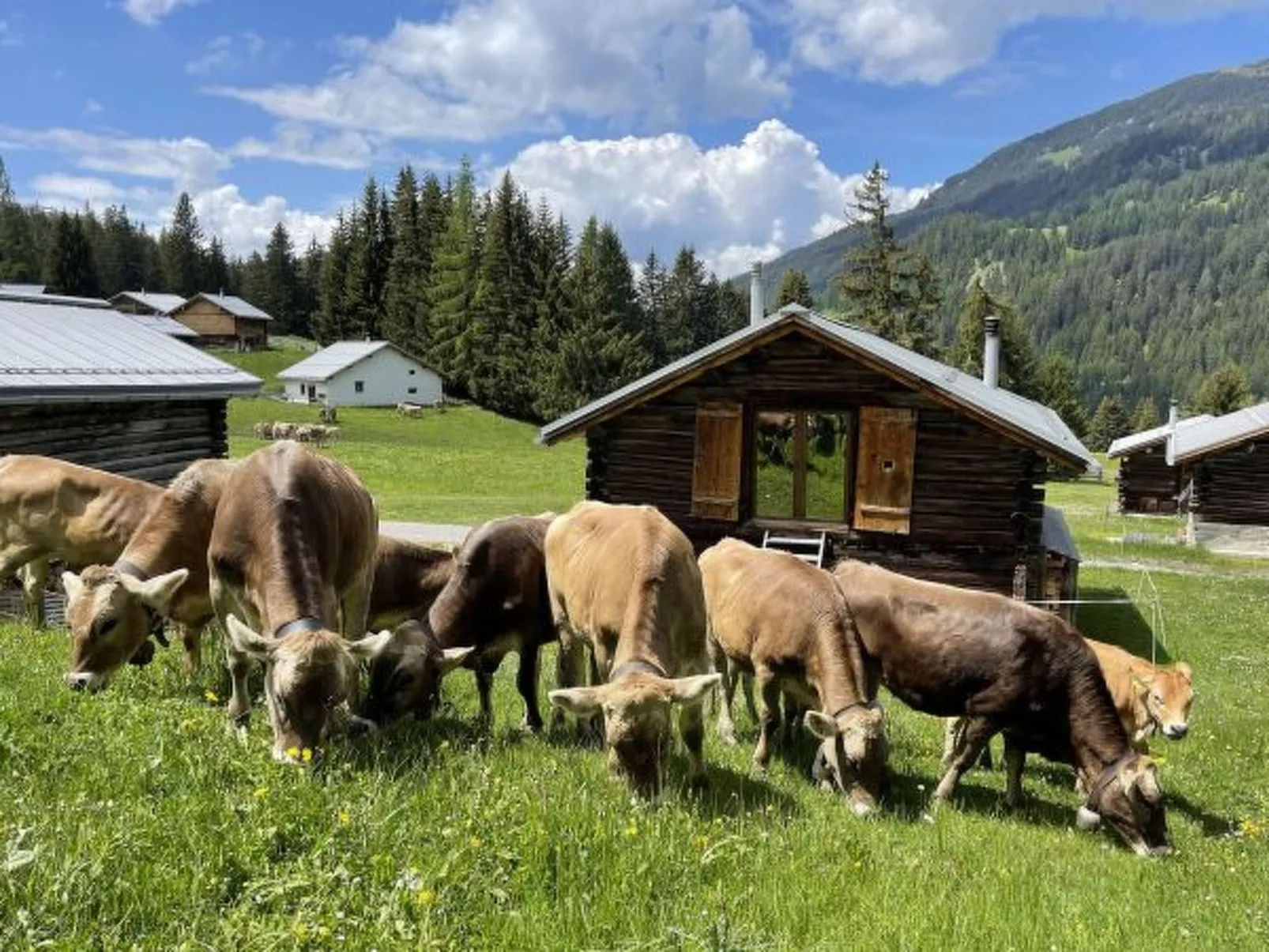 Alphütte-Maiensäss Got Spess Lenzerheide - Buiten