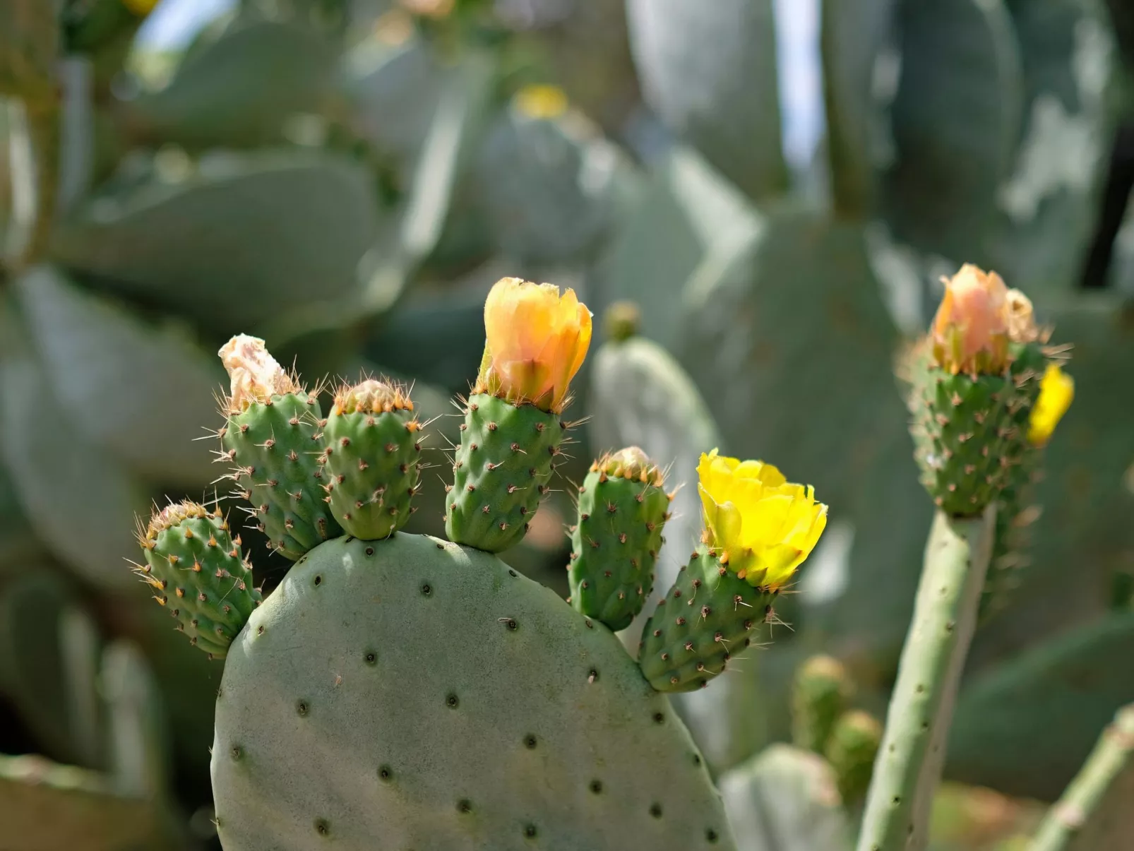 Masseria Ortensia - Image-tags.info