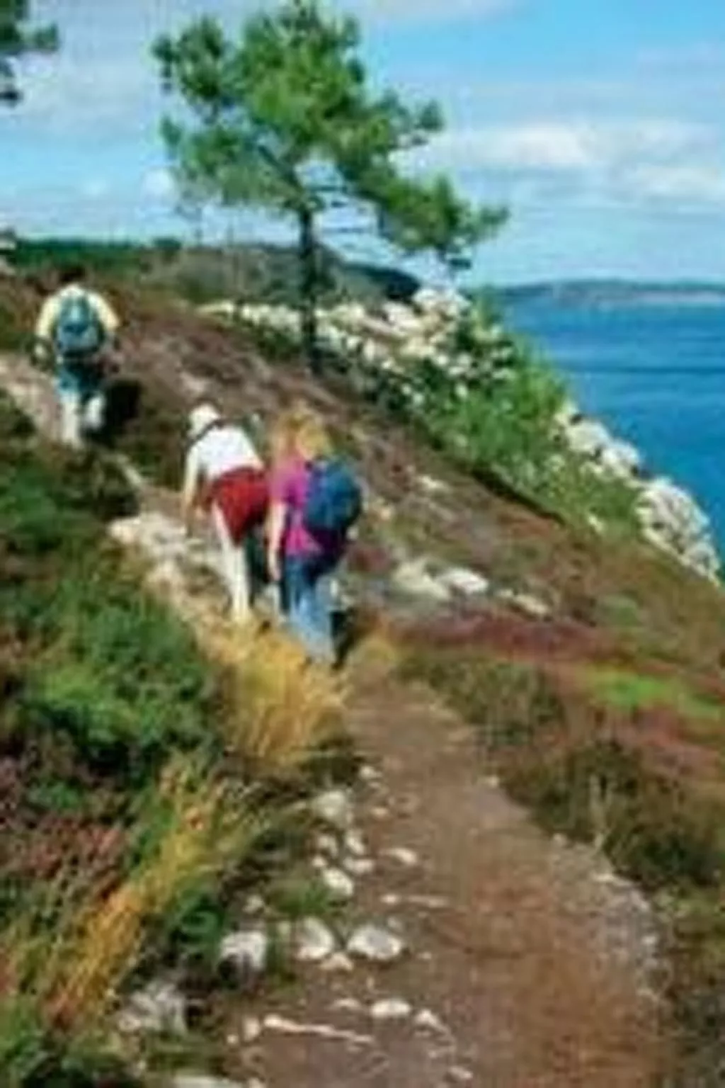 "Les Hortensias" (Die Hortensien) - Image-tags.info