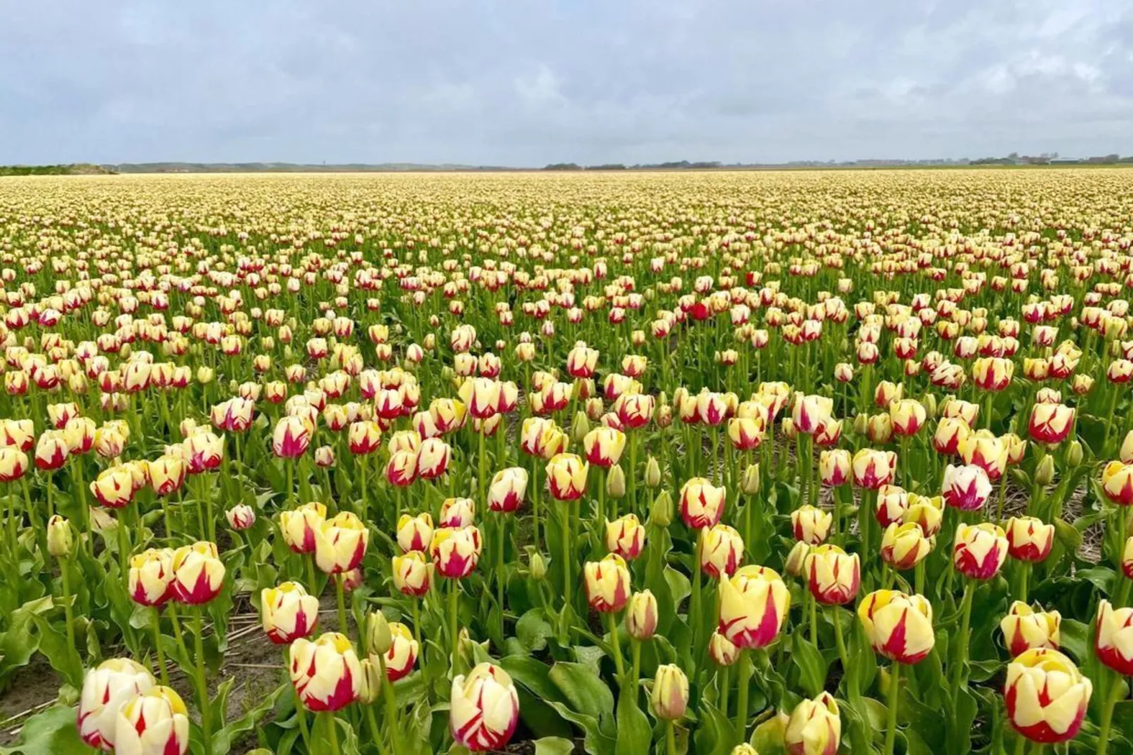 Relaxen aan de kust - 52 - Gebieden zomer 5km