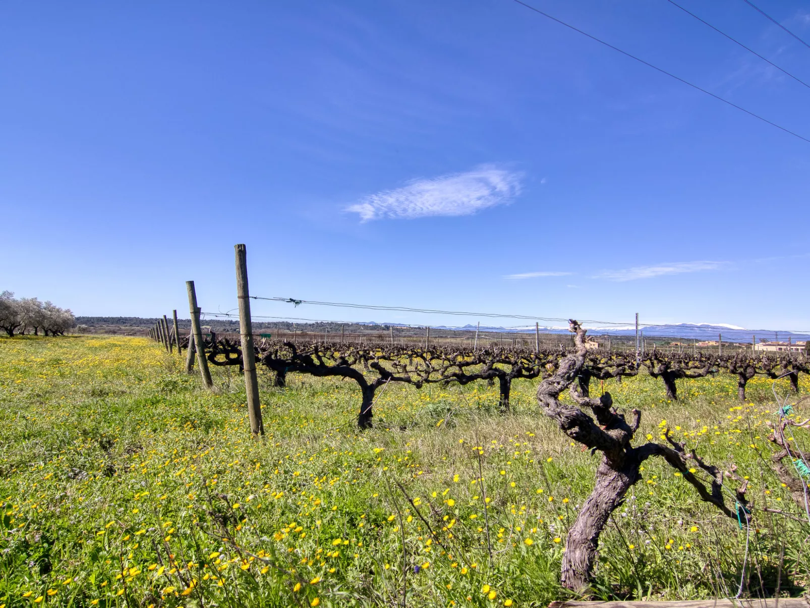 Ca l'Andreu - Omgeving