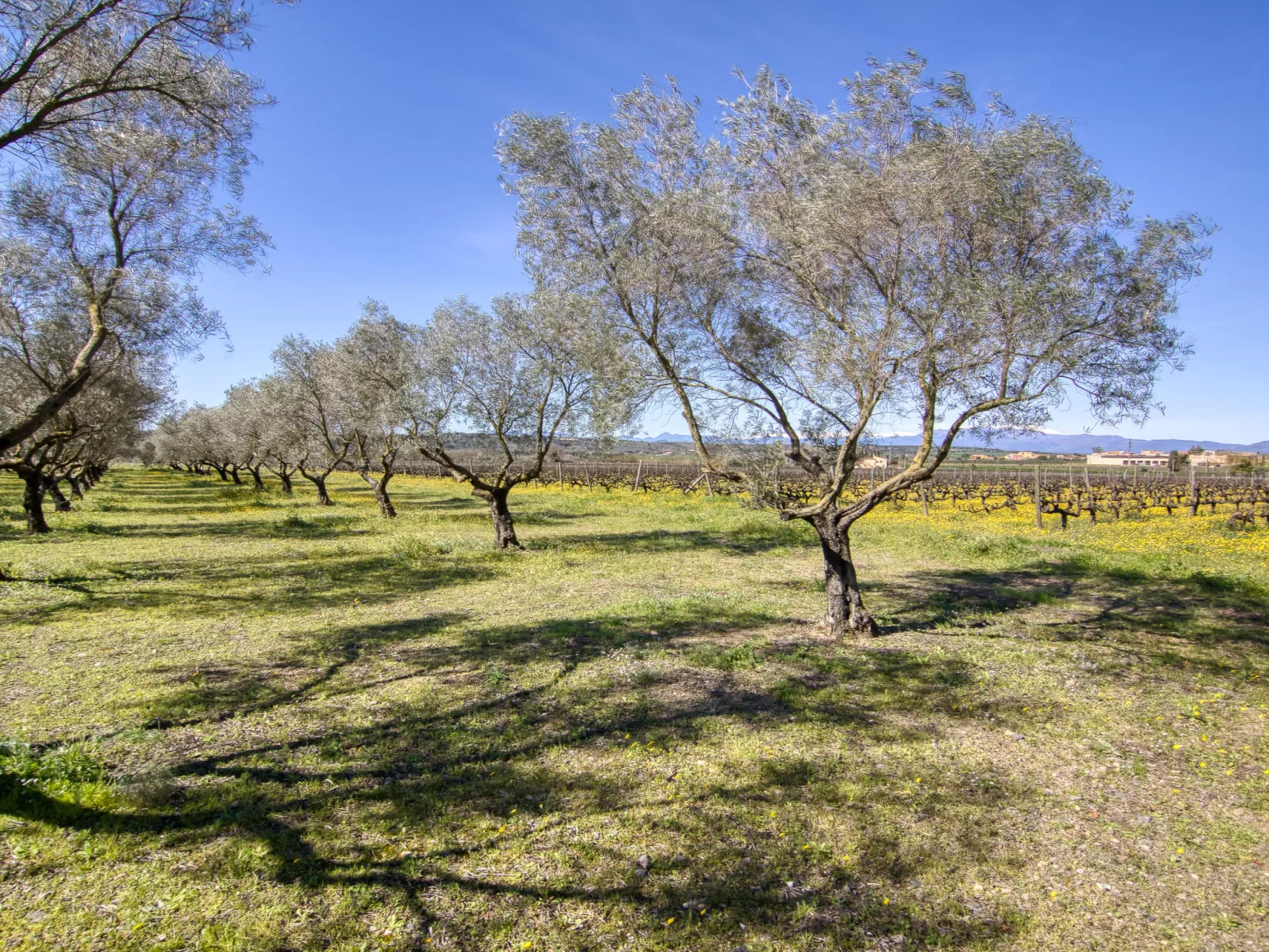 Ca l'Andreu - Omgeving