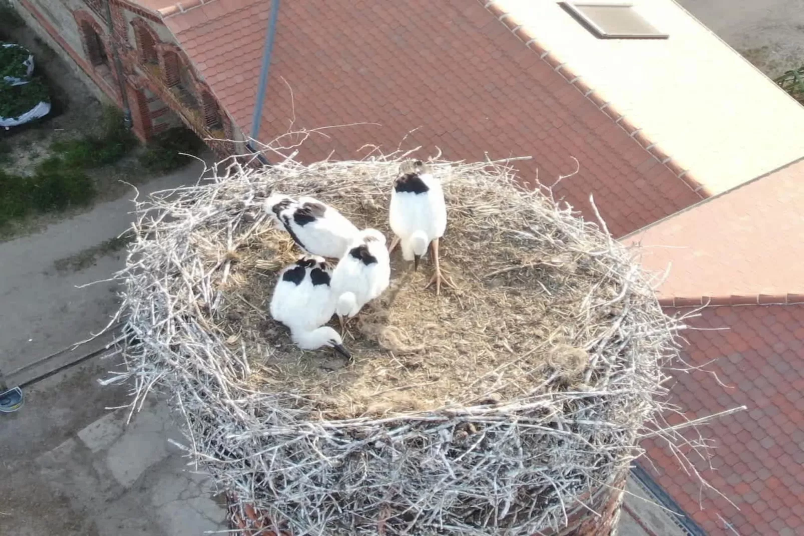 221 - Gebieden zomer 1km