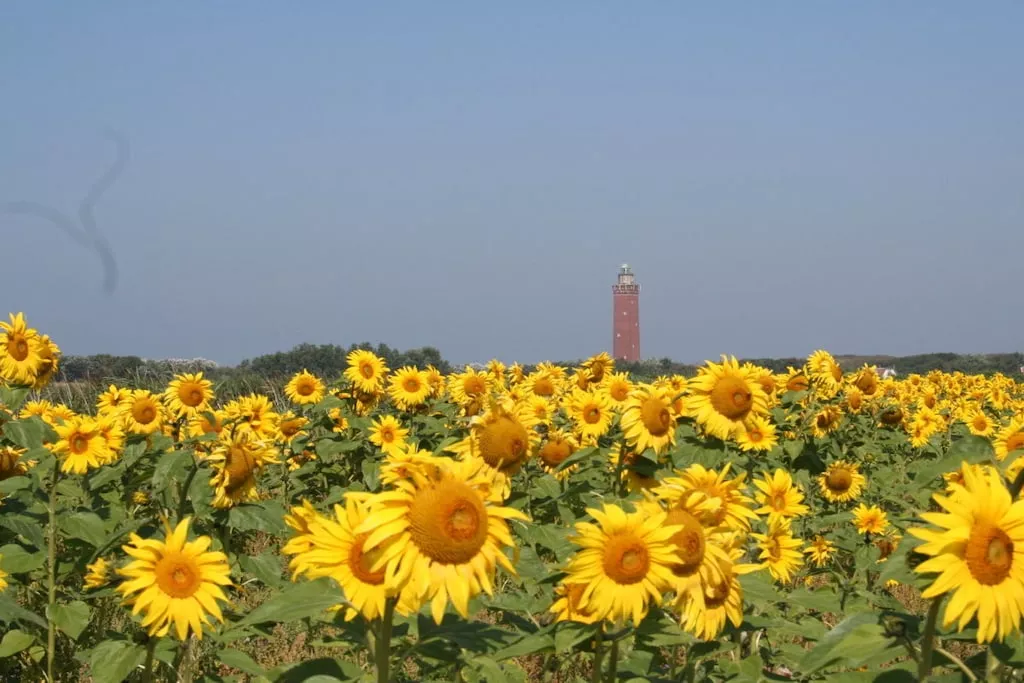 261097 - Gebieden zomer 5km