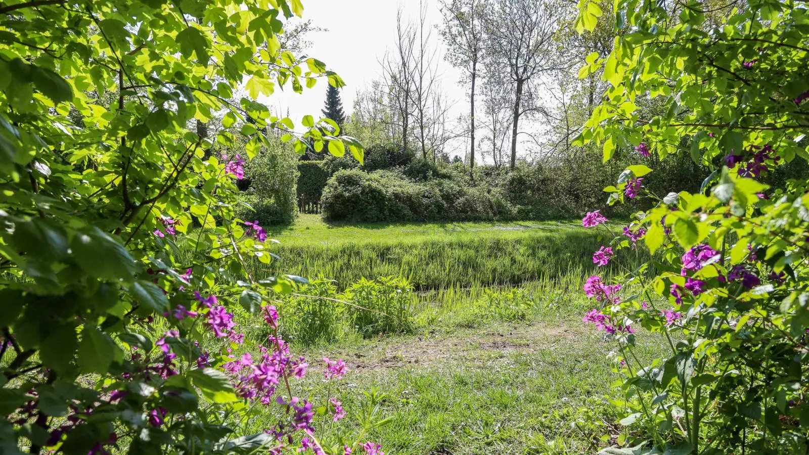 Zilte Iep - Gebieden zomer 1km