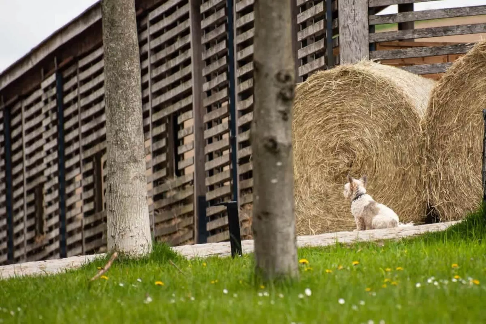 TH1 4P+20€(5) Immer - Gebieden zomer 1km