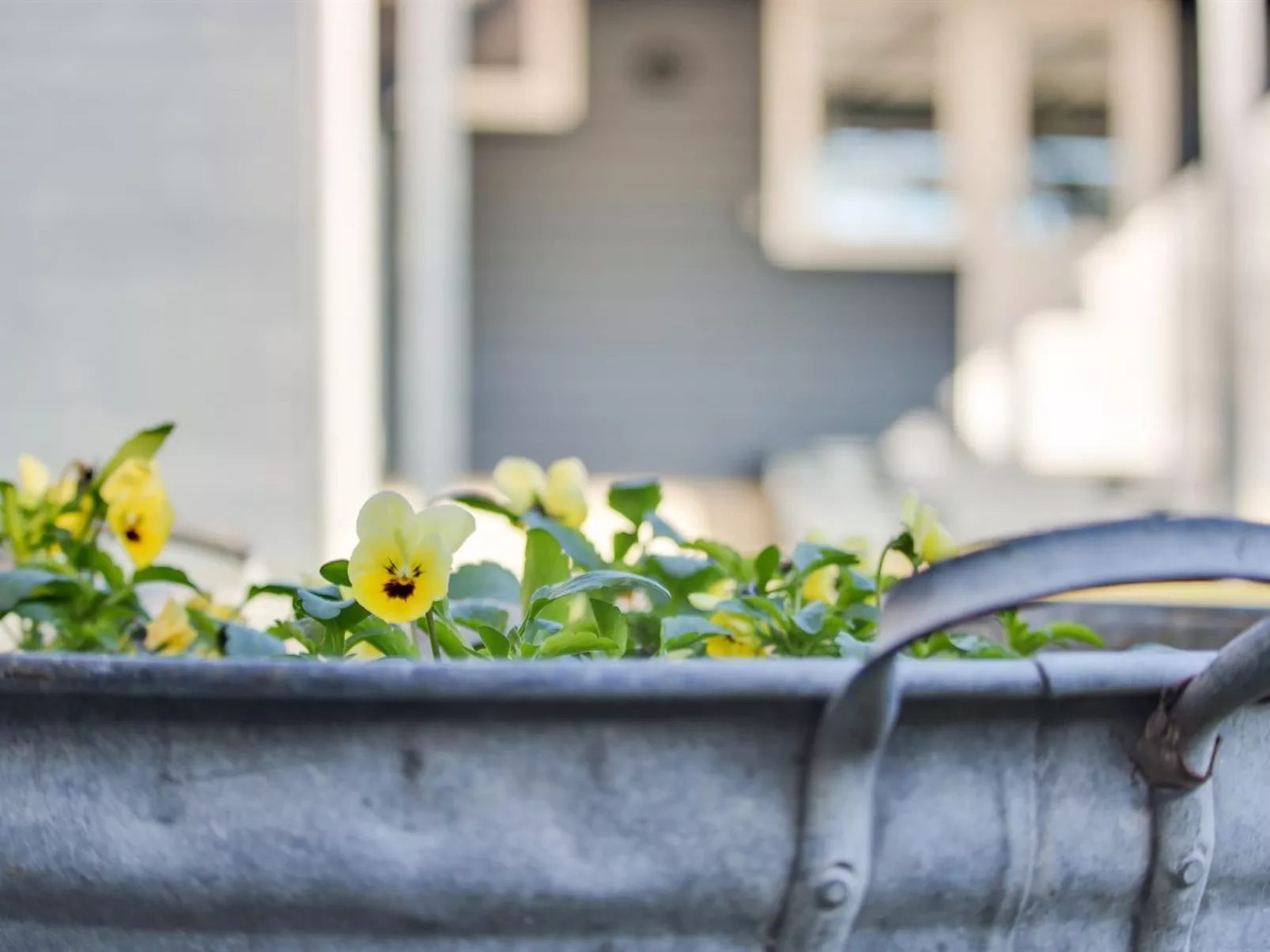 "Shaya" - 340m from the sea