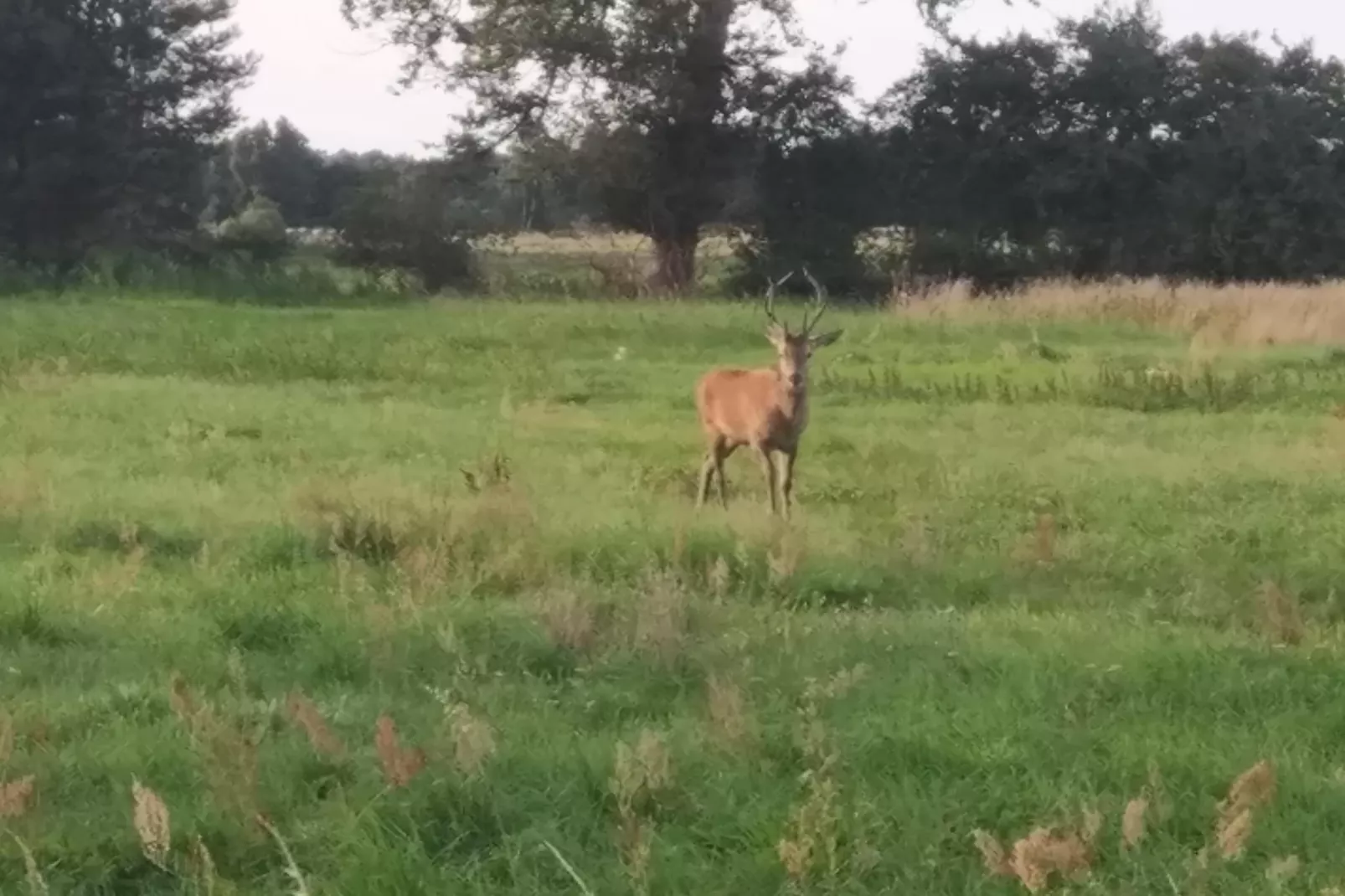 Dom wakacyjny z Klimatem Smołdziński Las - Gebieden zomer 1km