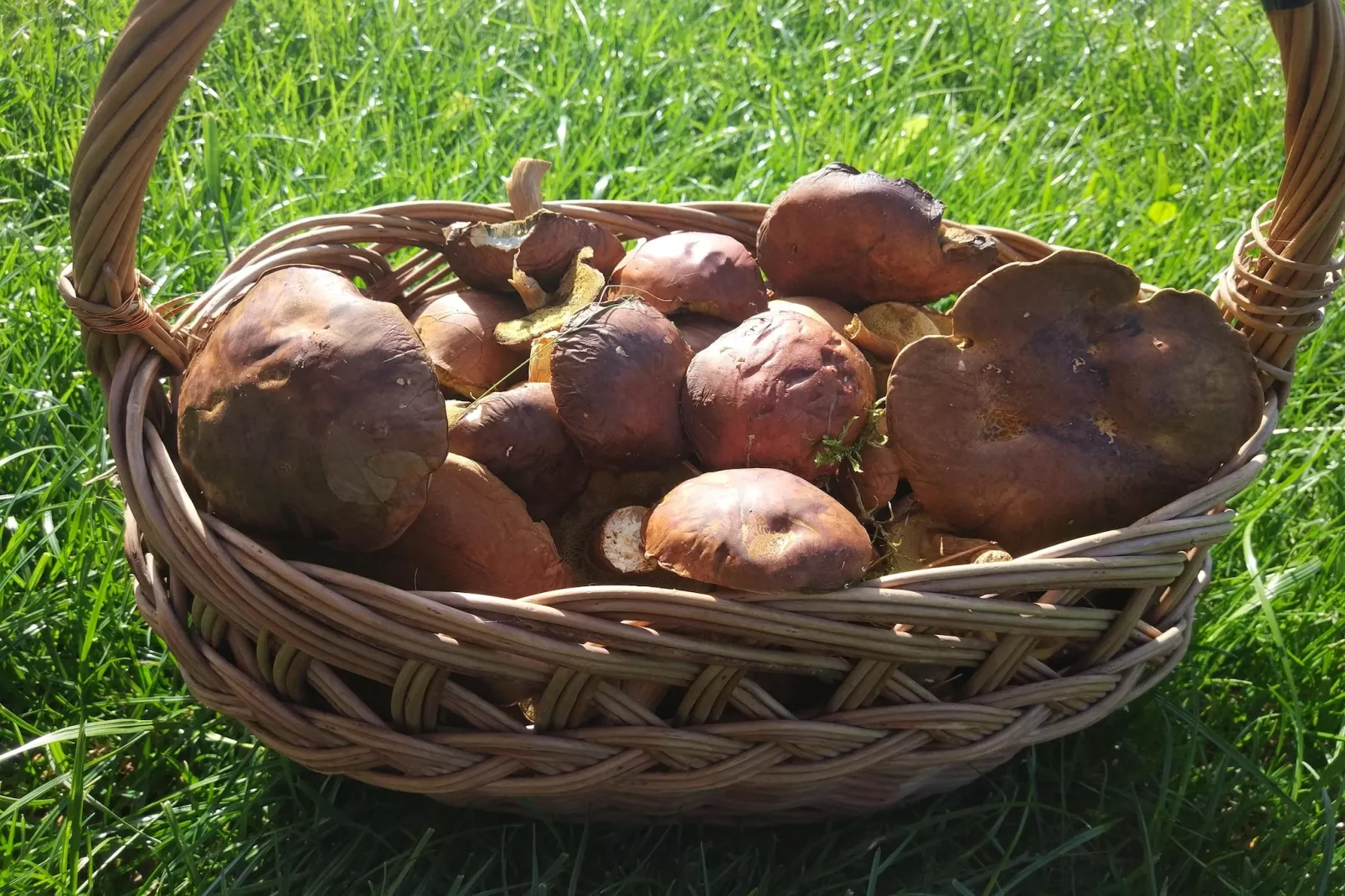 Dom wakacyjny z Klimatem Smołdziński Las - Gebieden zomer 1km