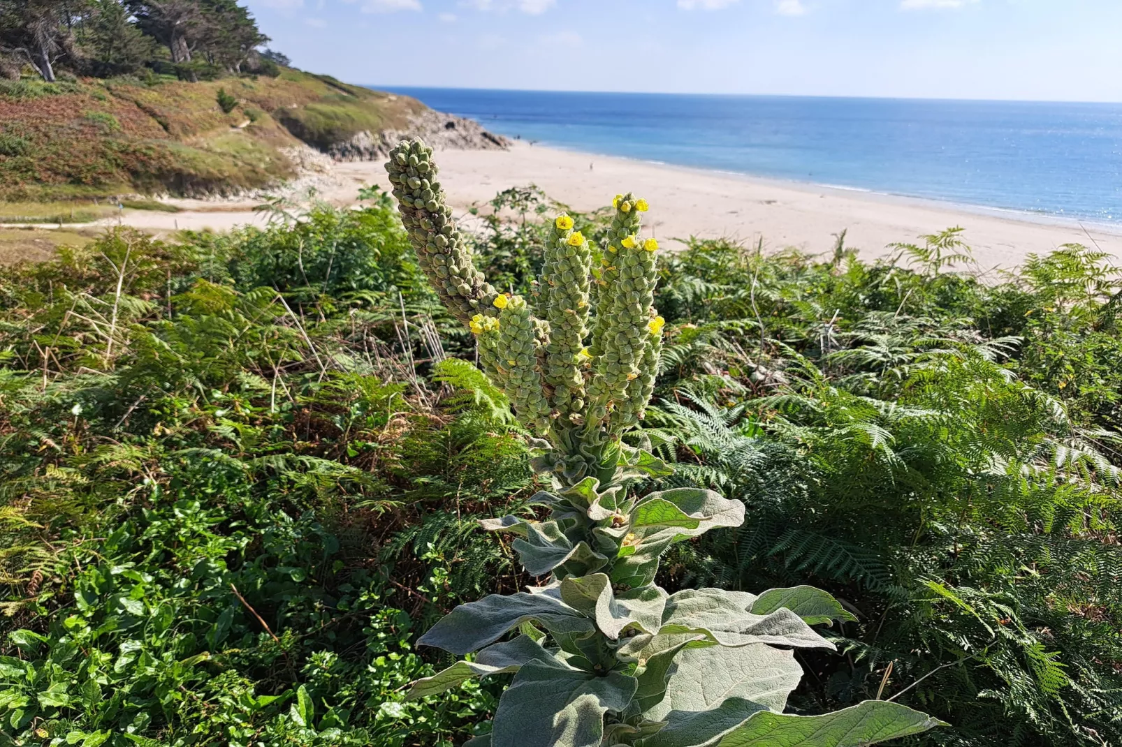 Granitsteinhaus in Nevez - Gebieden zomer 5km