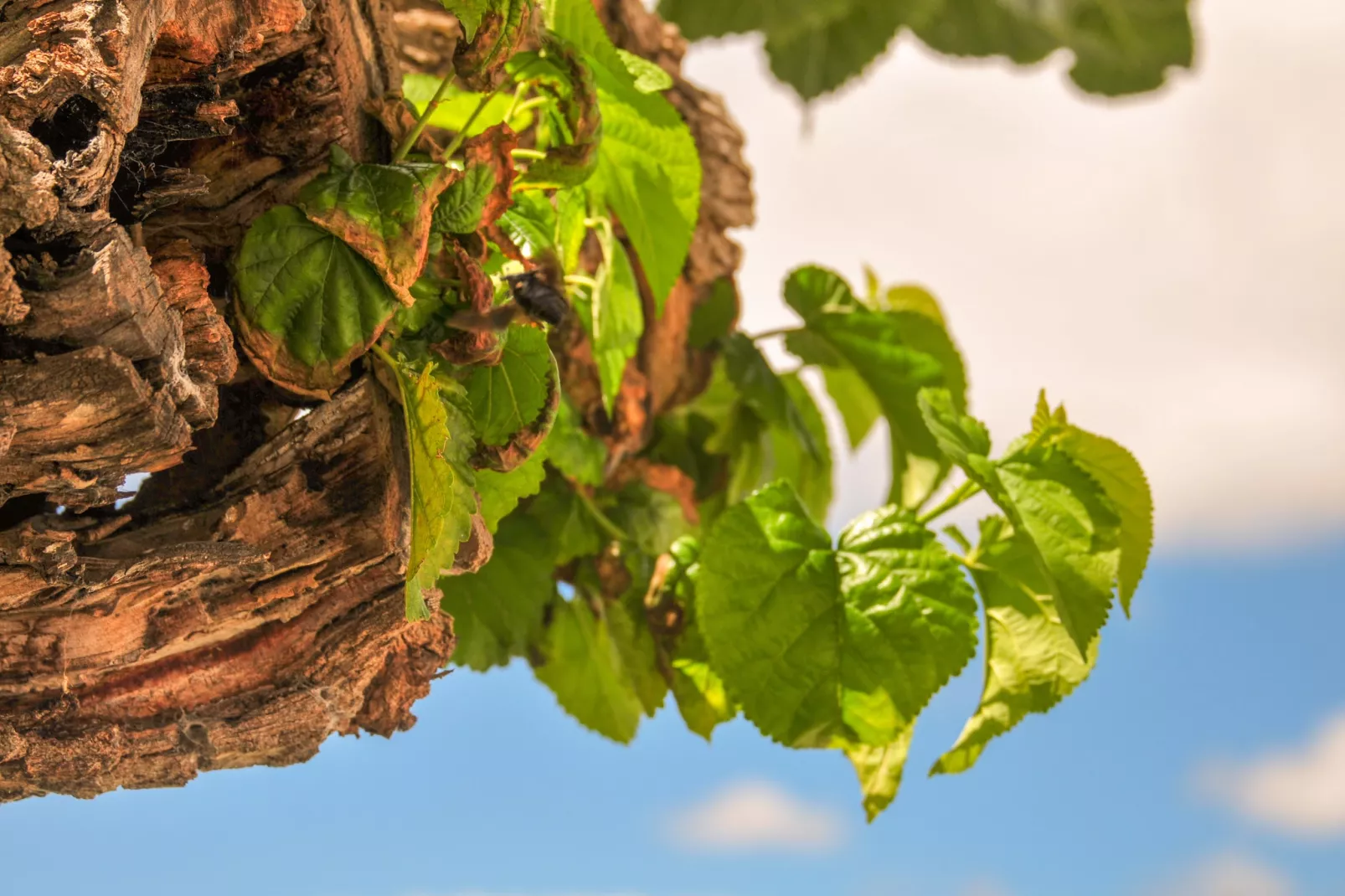 Casa do Curral - Gebieden zomer 1km