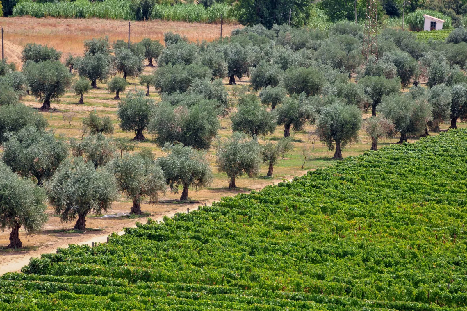 Casa do Curral - Gebieden zomer 1km