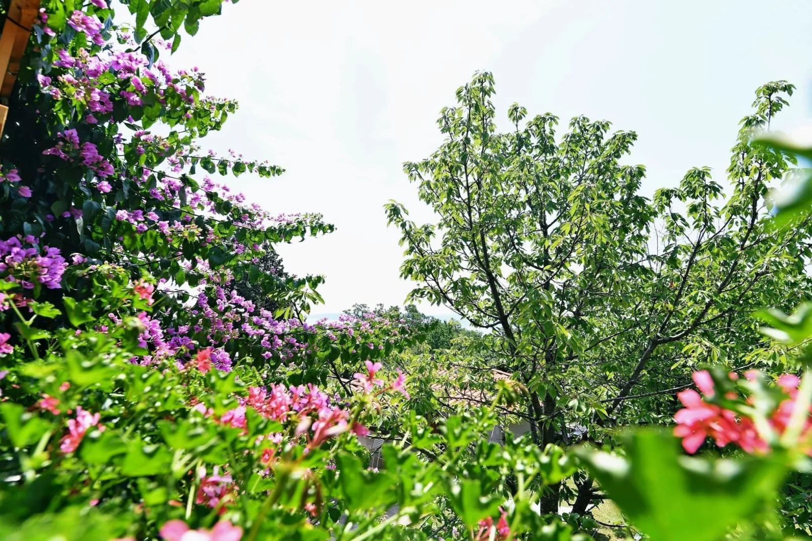 Scenic Retreat Rooms and Family Apartments - Double Room with Sea View 4 - Buitenlucht