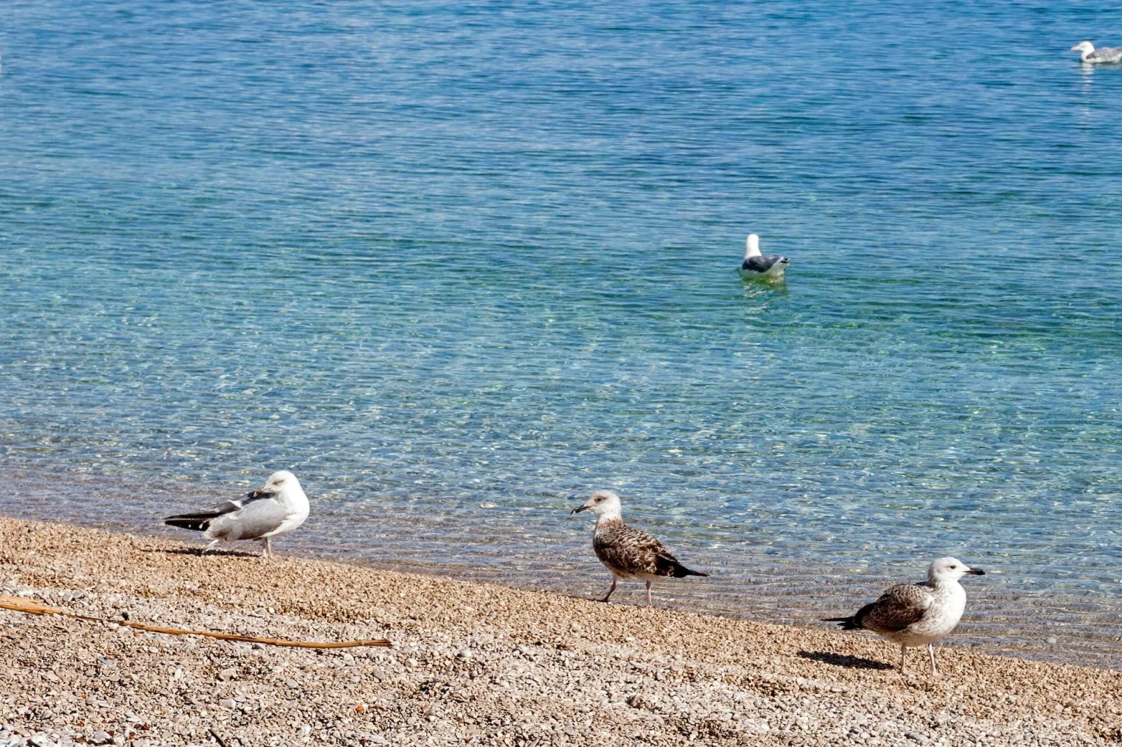 Splendid Beachfront Medveja Apartments - Studio with Balcony and Sea View 2 - Buitenlucht