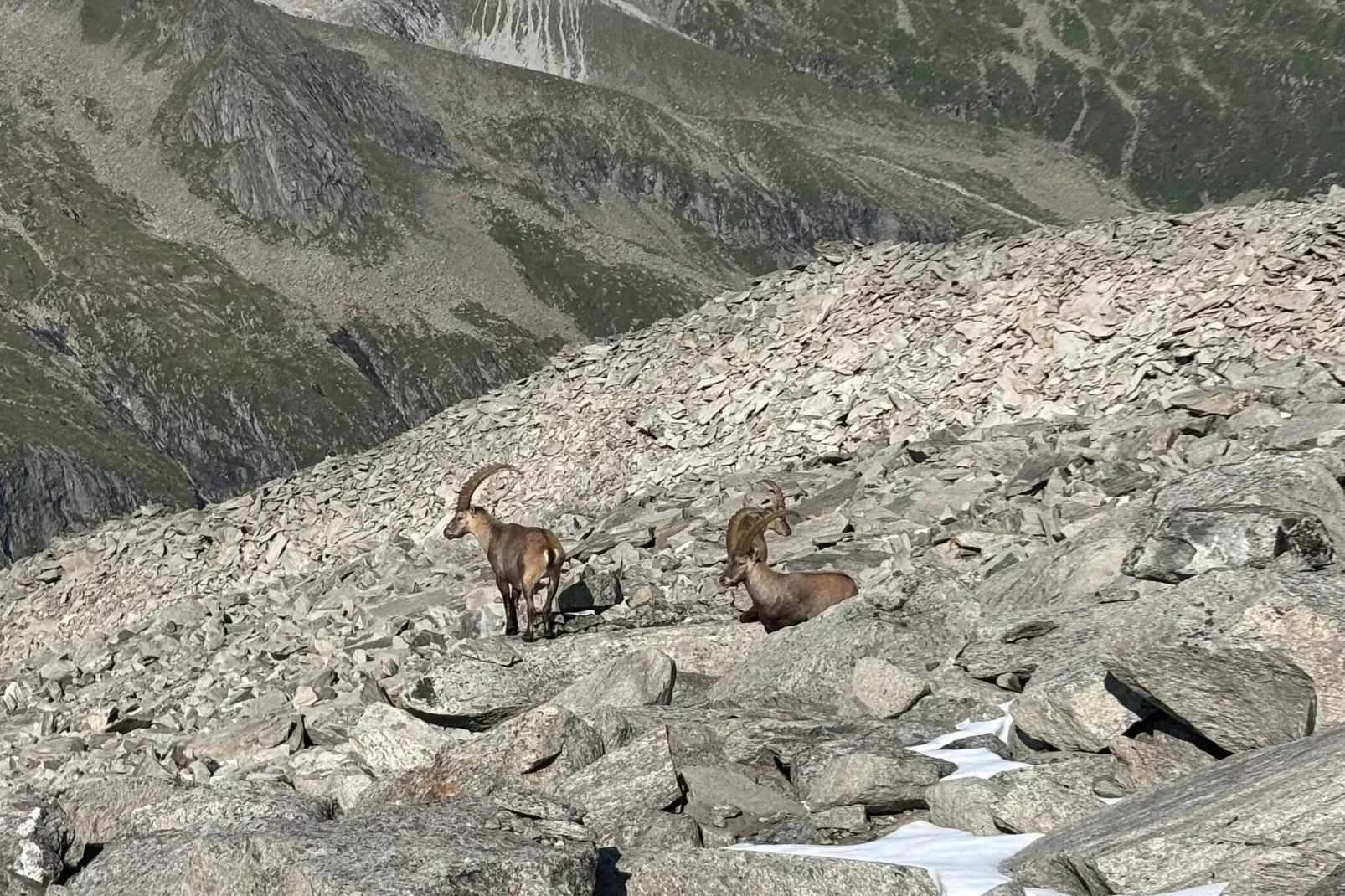 Mitterkopfblick - Gebieden zomer 5km
