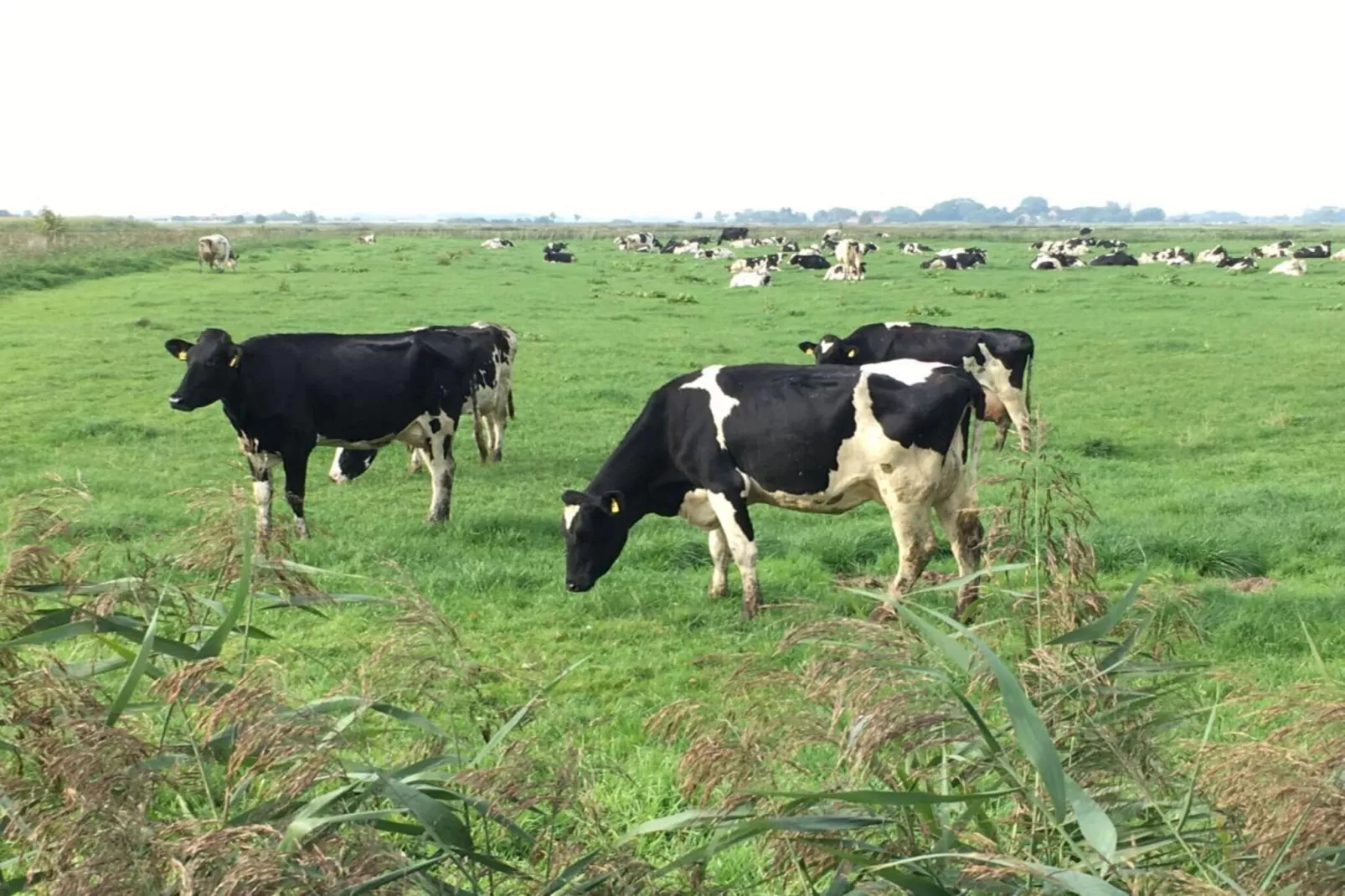 177363 - Tuinen zomer