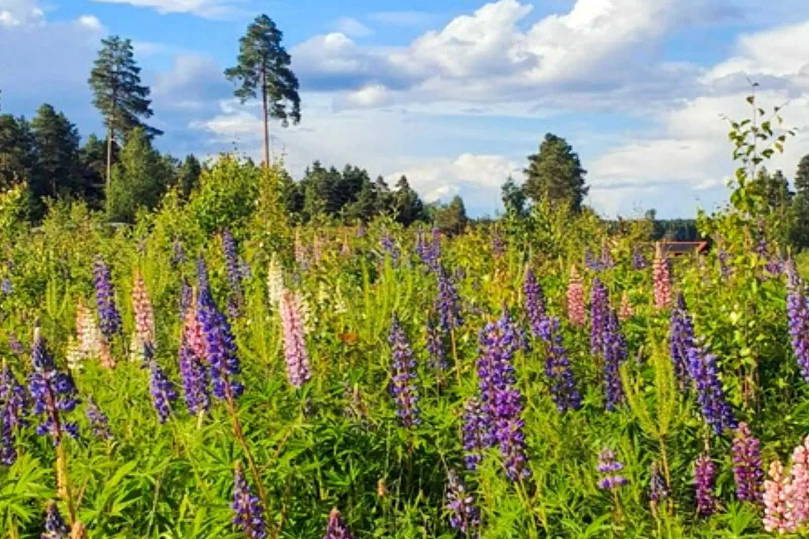 5 sterren vakantie huis in Sollerön - Buitenlucht