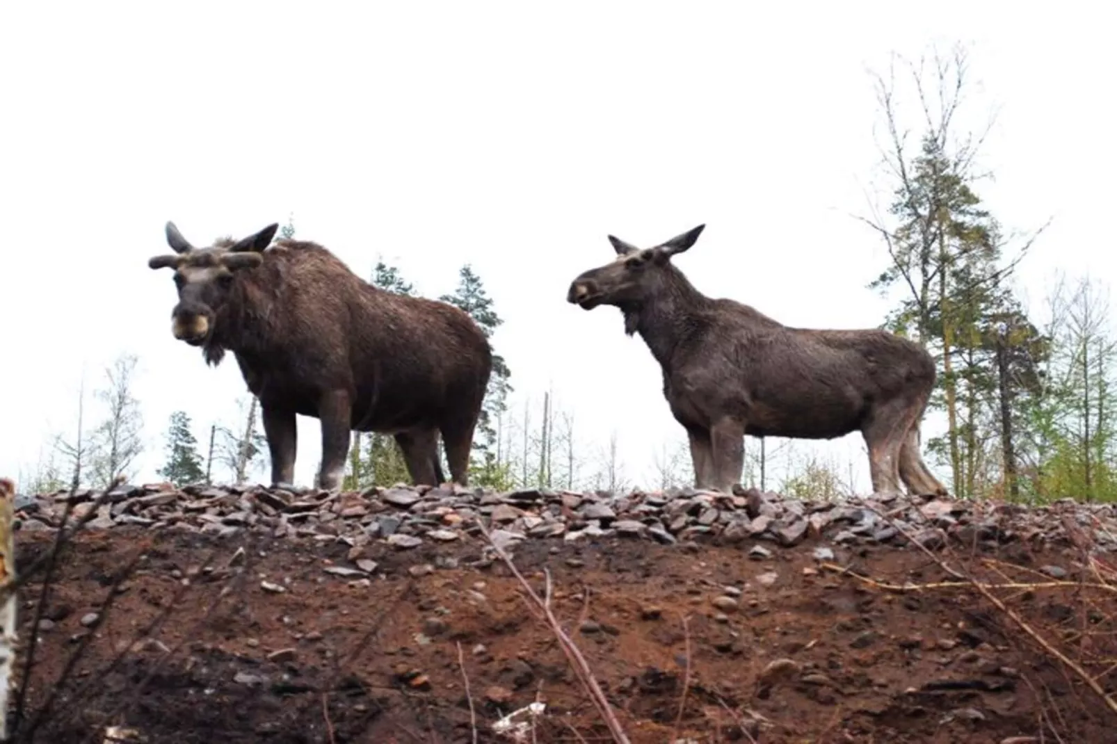 4 sterren vakantie huis in NISSAFORS - Niet-getagd