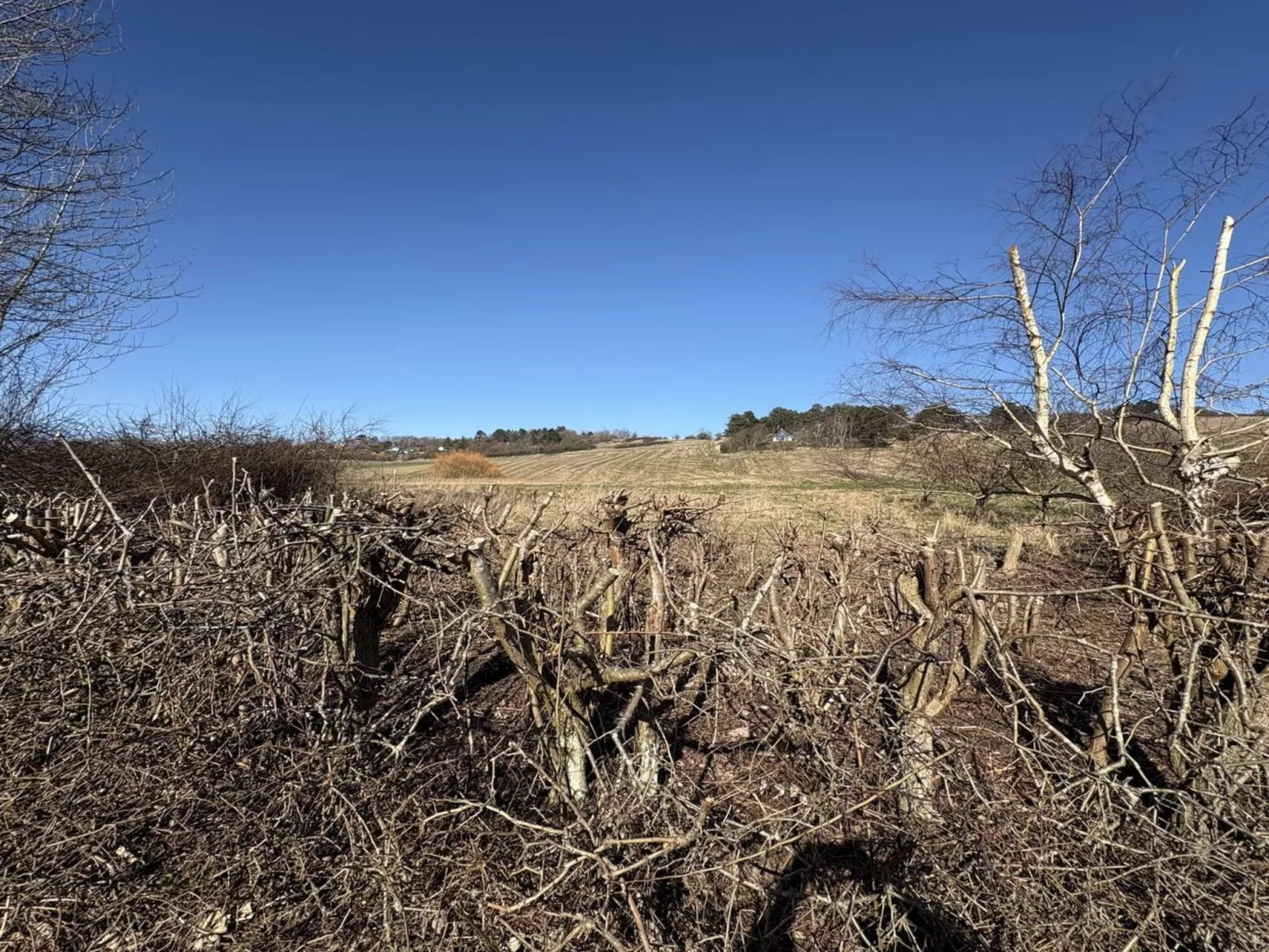 "Euphemia" - 200m from the sea - Buiten