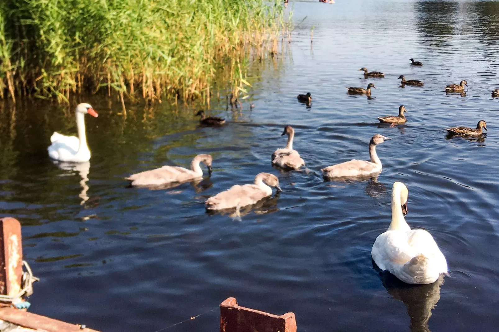 4 sterren vakantie huis in SÖLVESBORG - Niet-getagd