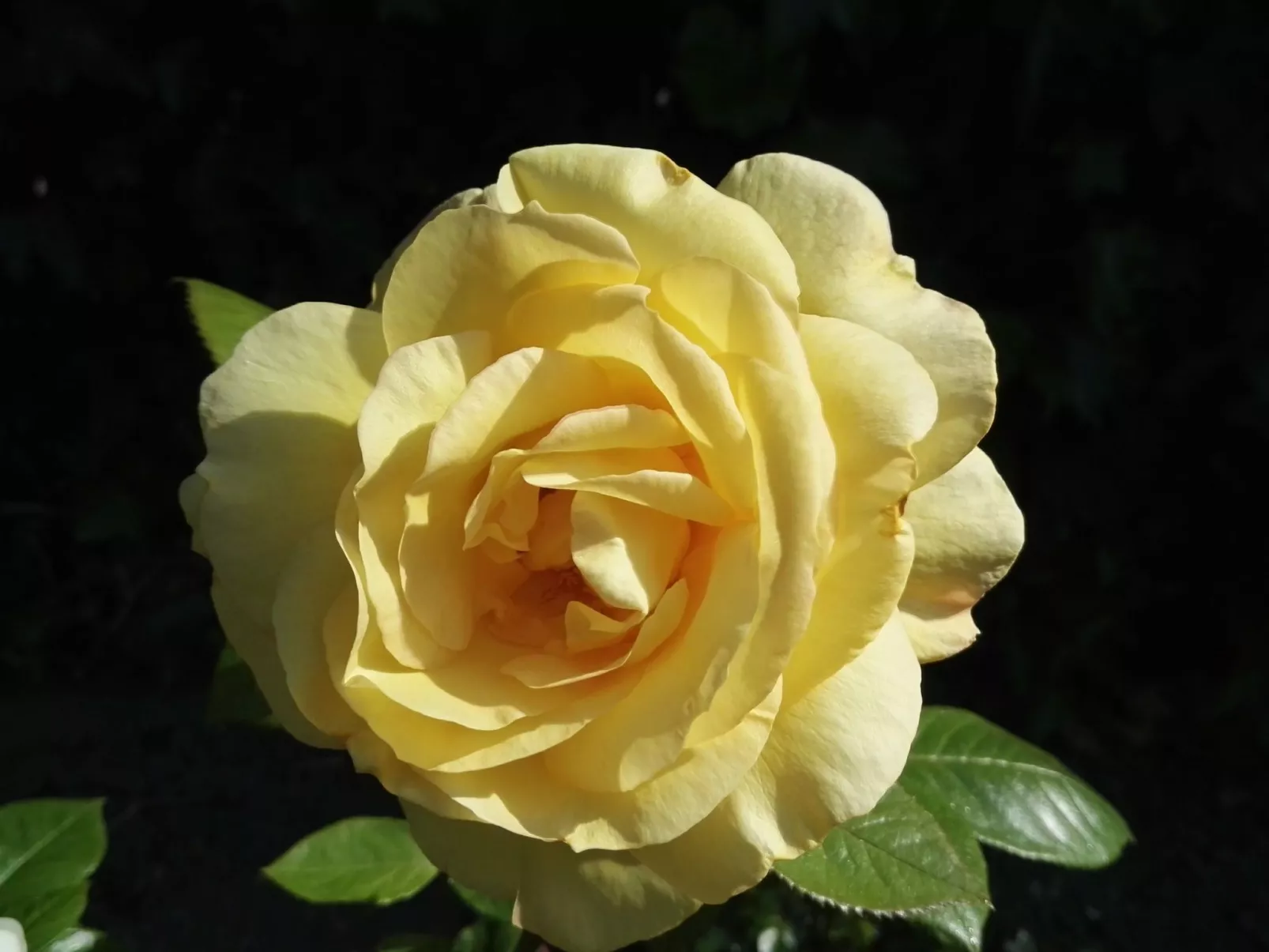 Haus Meeresbrise Wohn.Nr.4 mit Balkon - Buiten