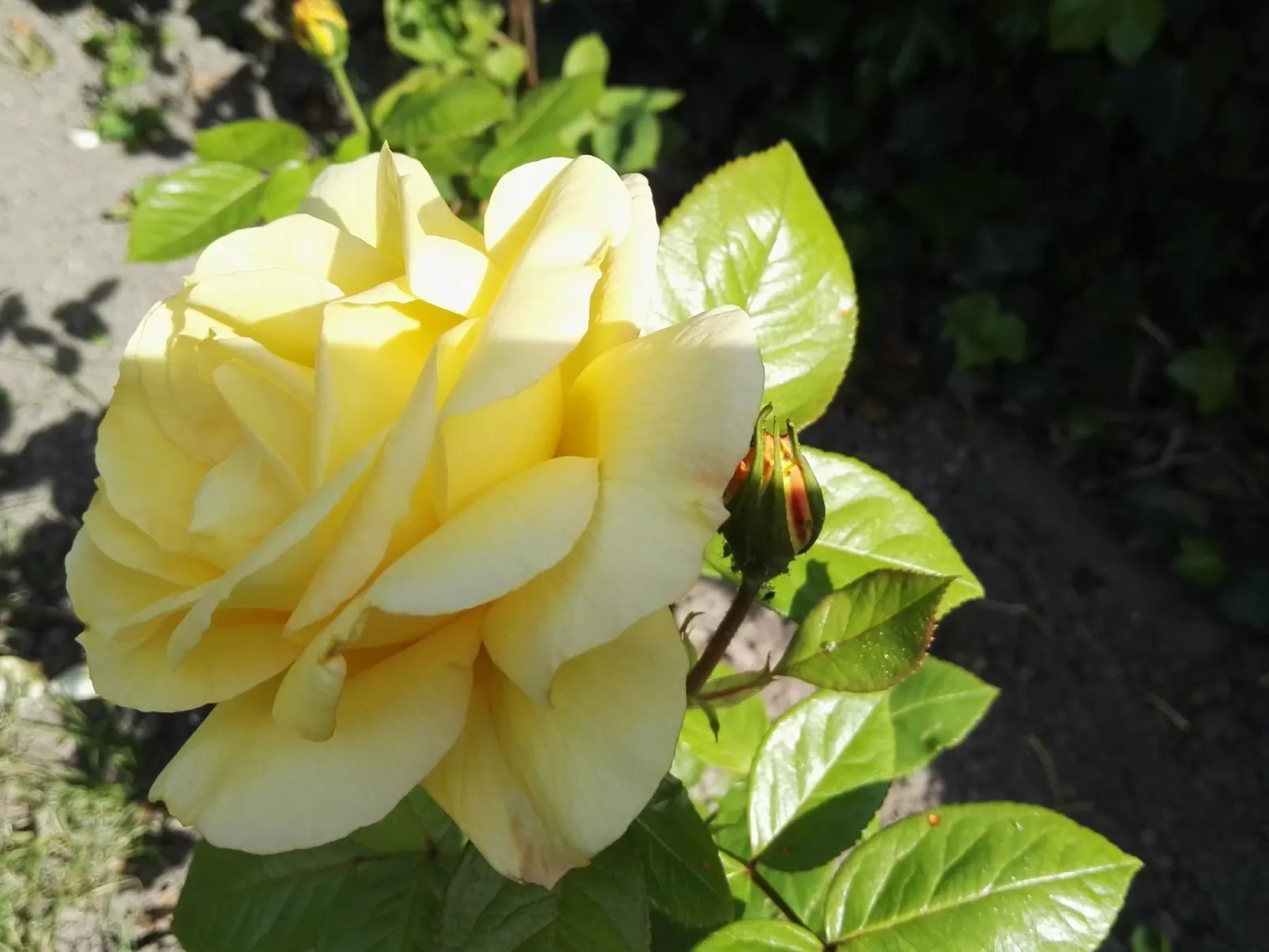 Haus Meeresbrise Wohn. Nr 1 mit Terrasse (copy) - Buiten