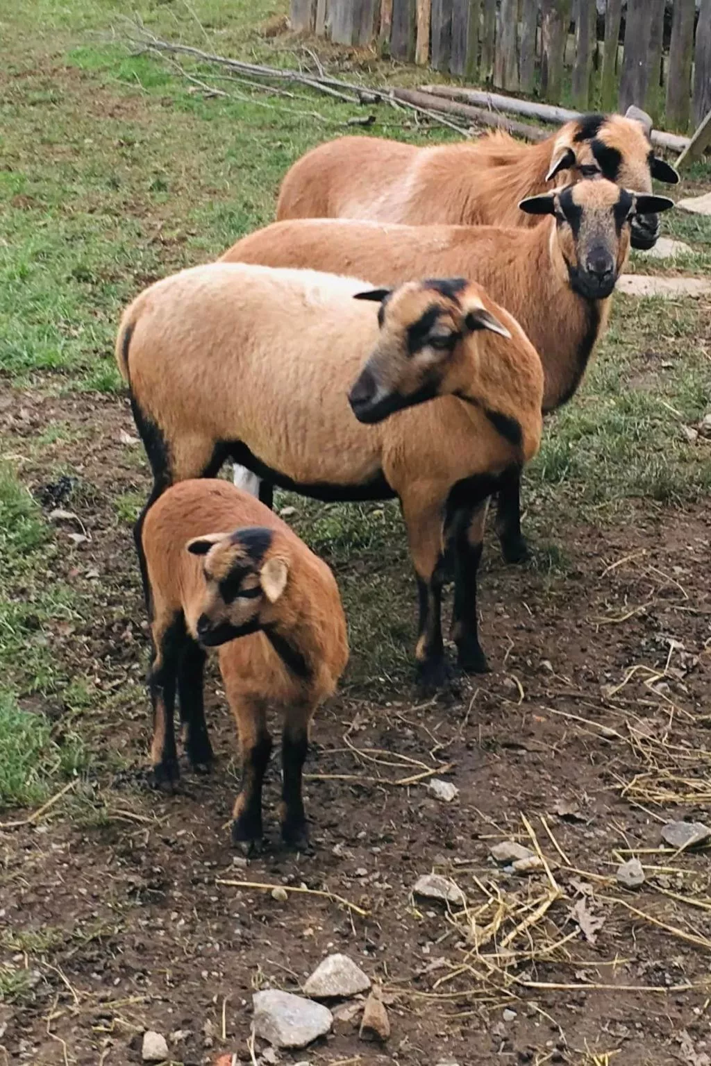Kellerstöckl am veganen Bio-Lebenshof - Varm - the vegan Farm - Buiten