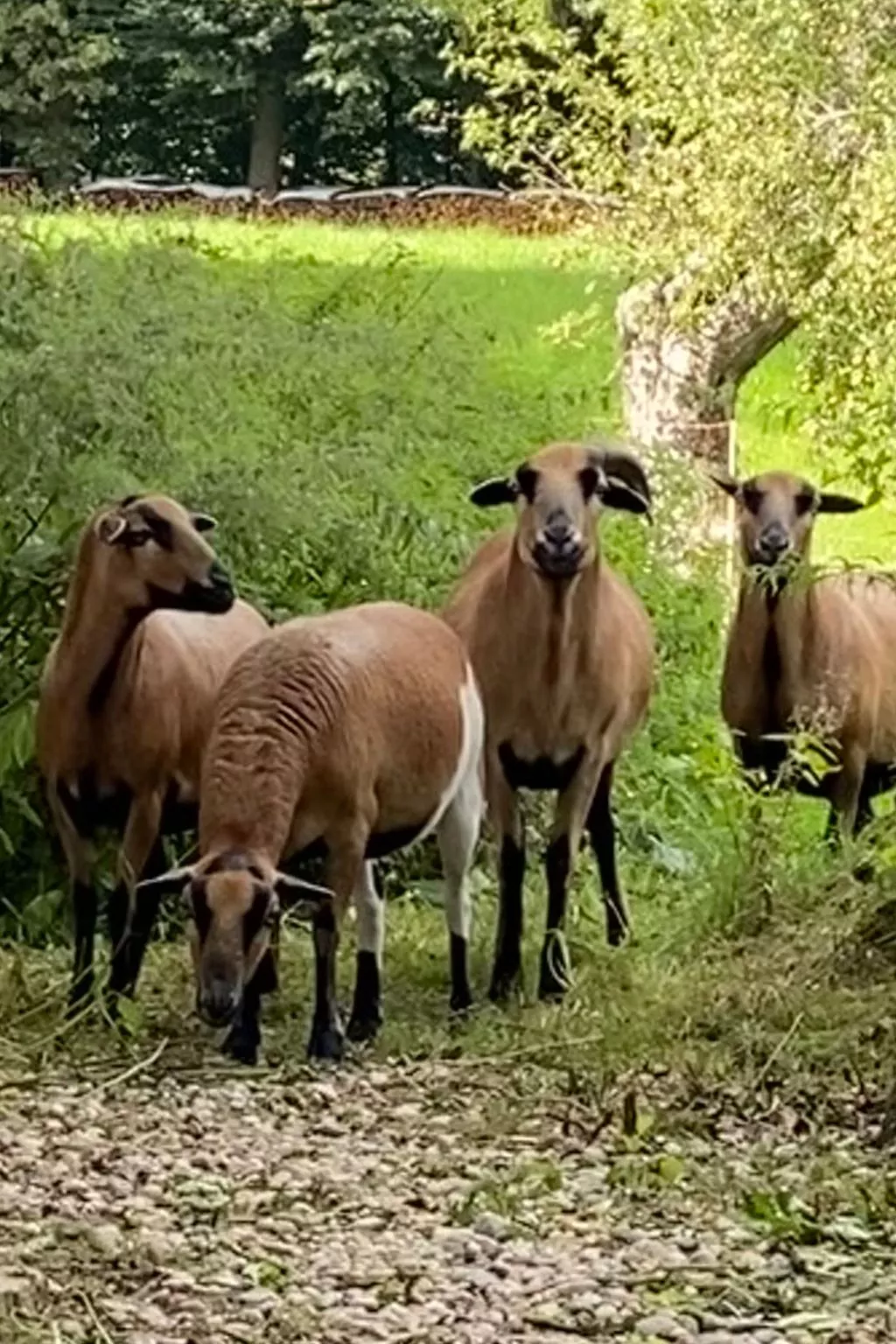 Kellerstöckl am veganen Bio-Lebenshof - Varm - the vegan Farm - Buiten